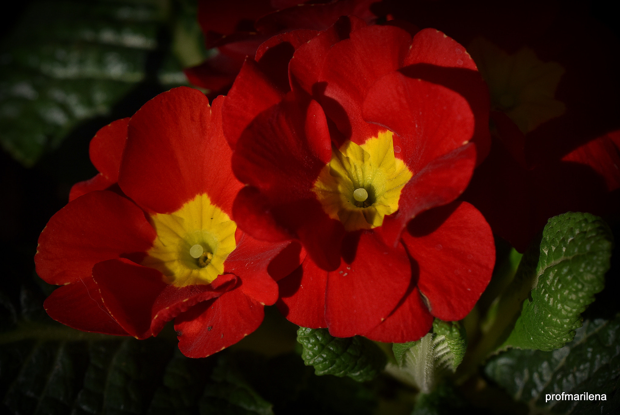 Nikon D810 + Sigma 150mm F2.8 EX DG OS Macro HSM sample photo. Red primroses in my garden photography