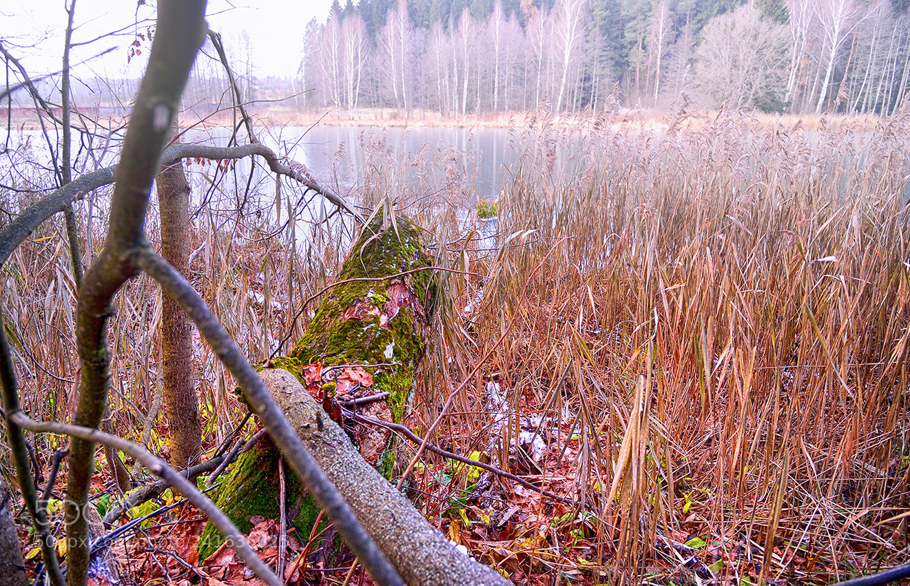 Nikon Df sample photo. Туман photography
