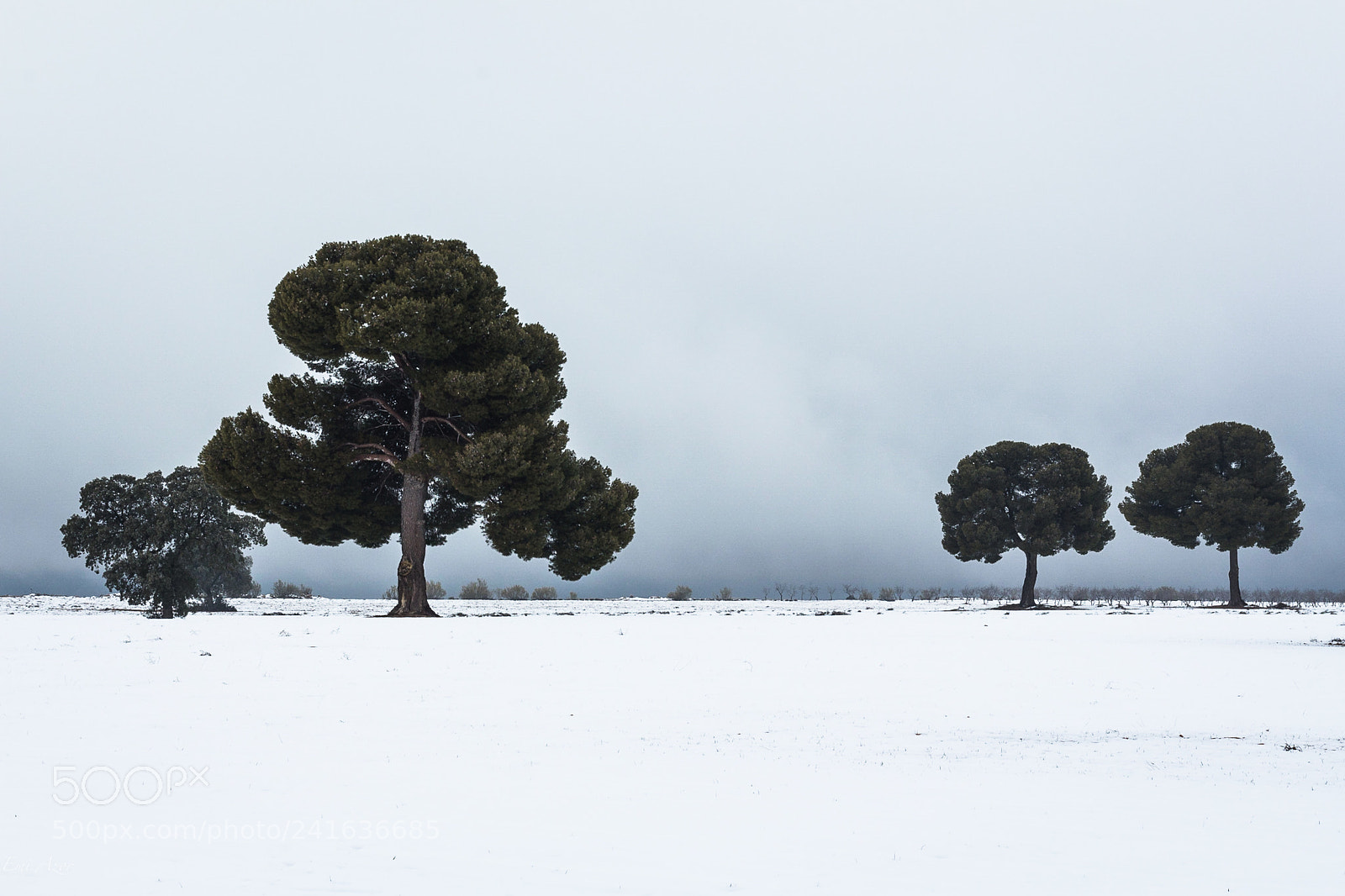 Canon EOS 650D (EOS Rebel T4i / EOS Kiss X6i) sample photo. Nieve photography