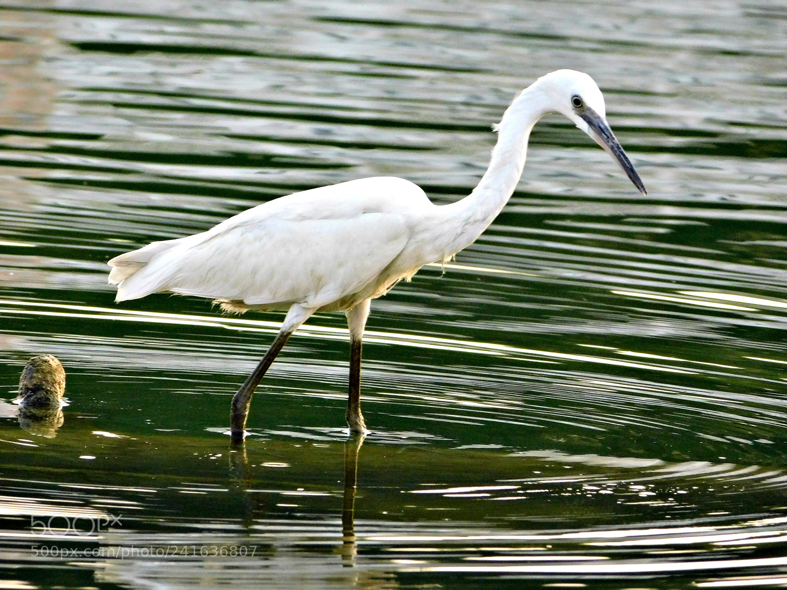 Nikon Coolpix B500 sample photo. Crane photography