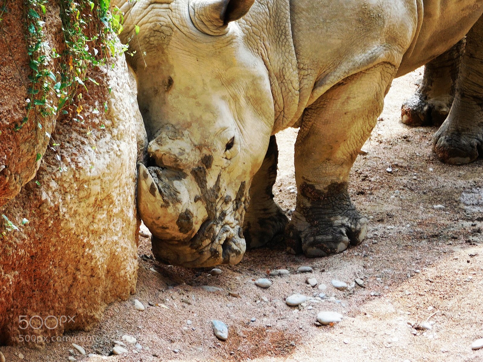 Nikon Coolpix L840 sample photo. Rhino photography