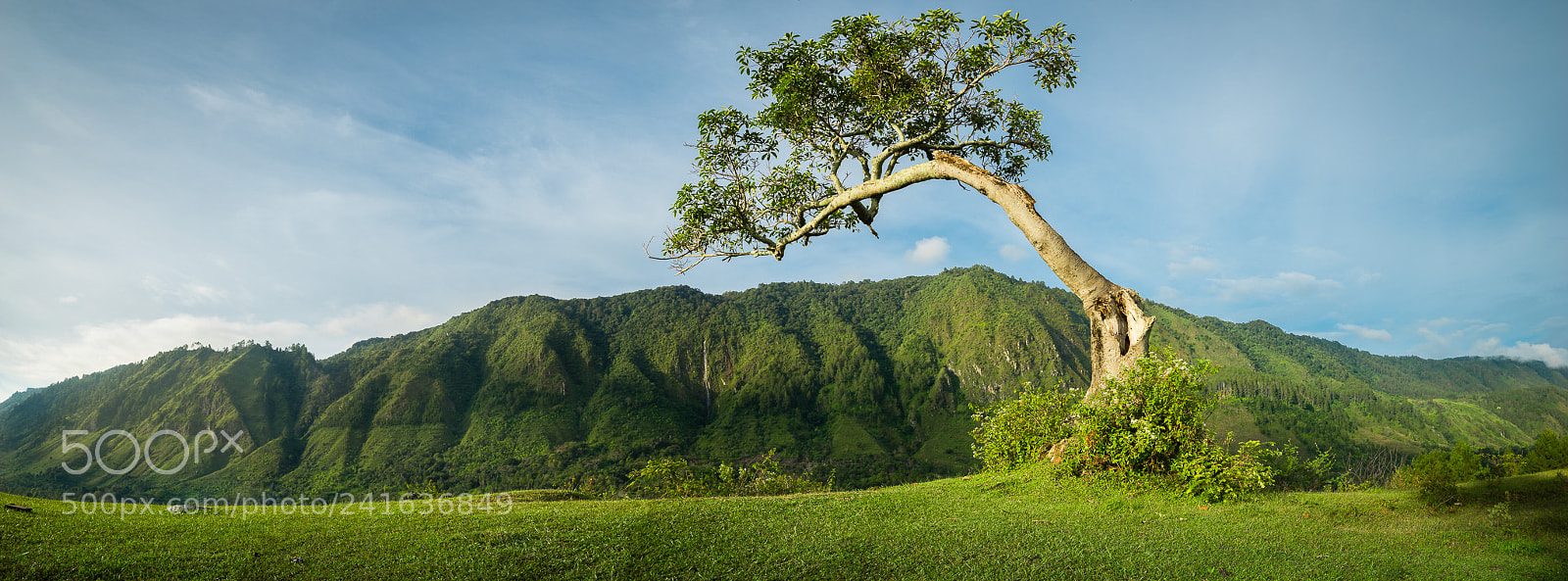 Sony a7 II sample photo. Evergreen photography