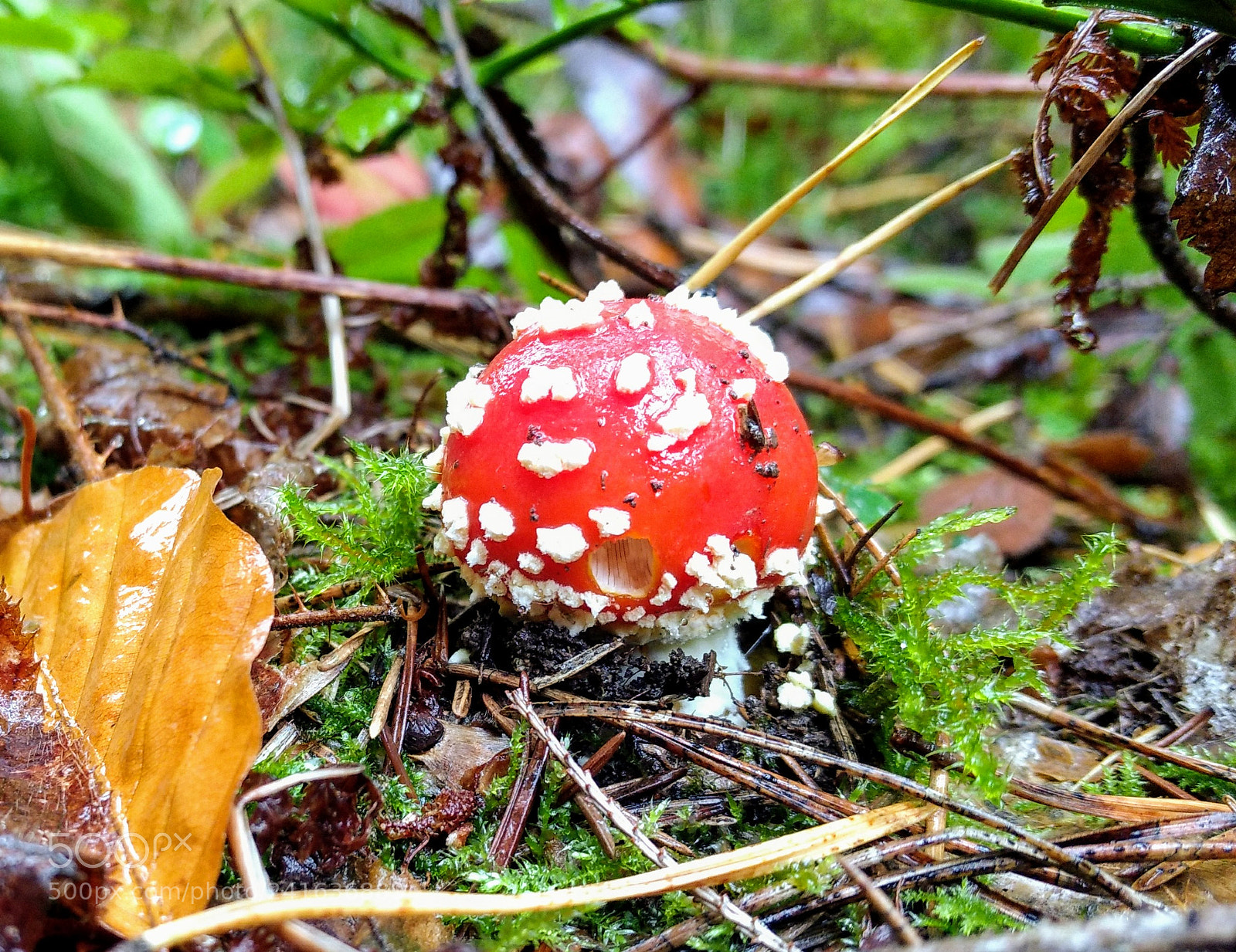 Motorola Moto Z Play sample photo. Toadstool photography