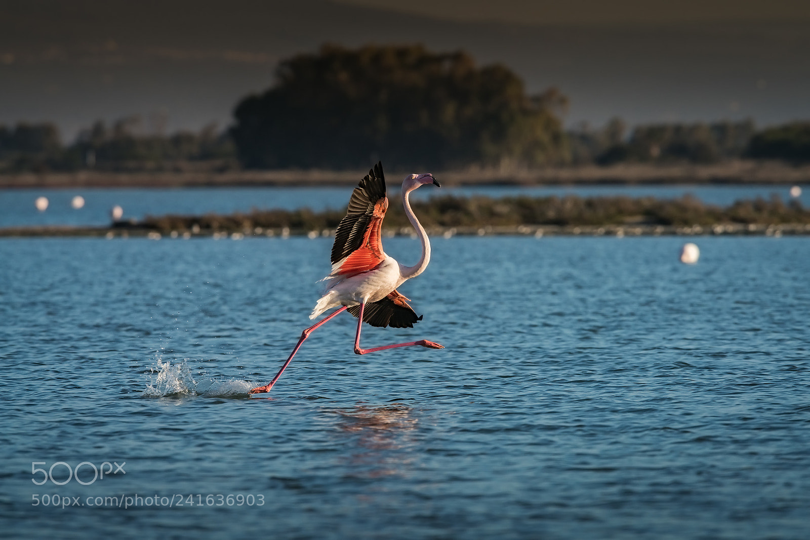 Sony a99 II sample photo. Phoenicopterus roseus photography