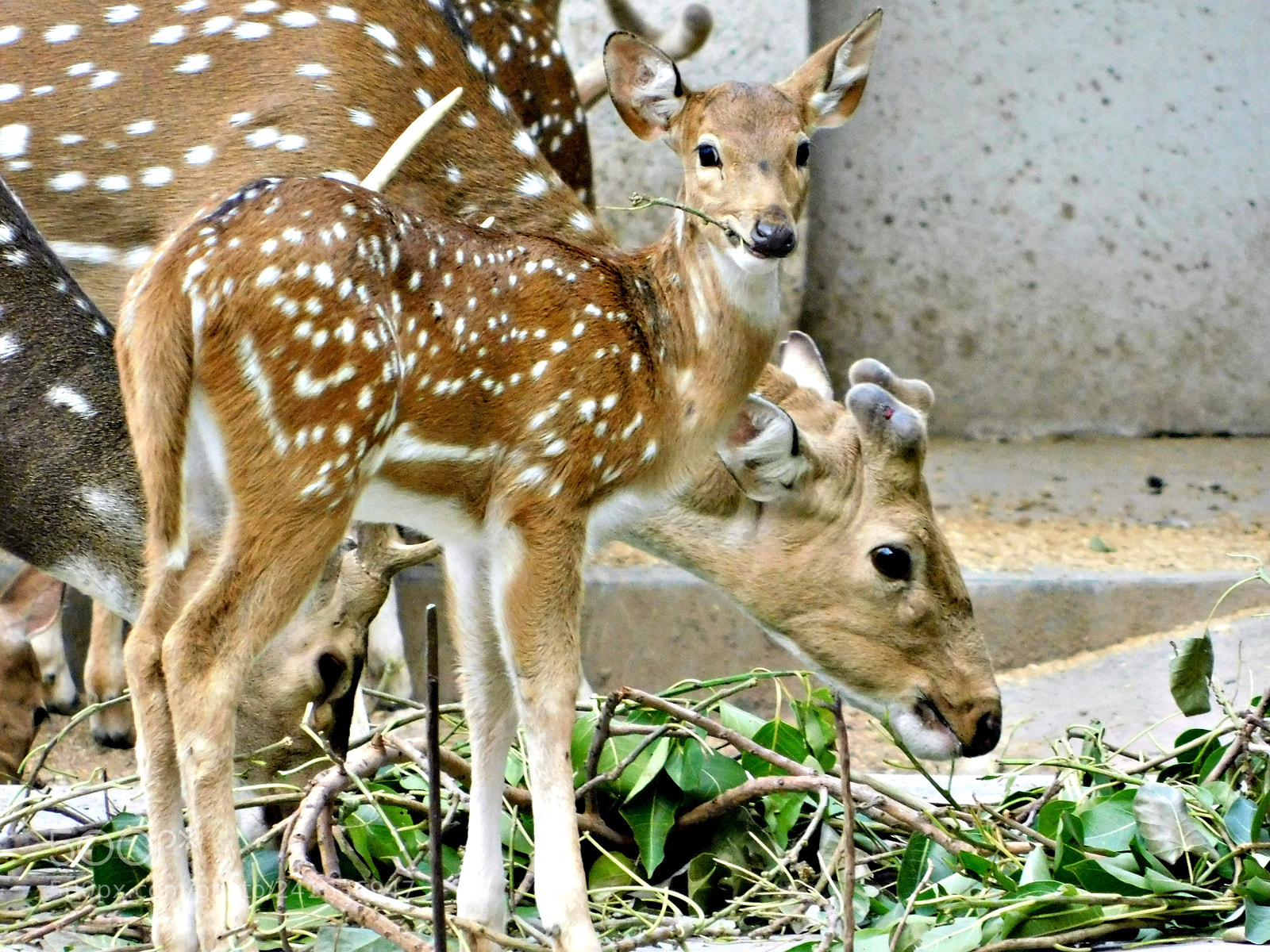 Nikon Coolpix B500 sample photo. Deer photography