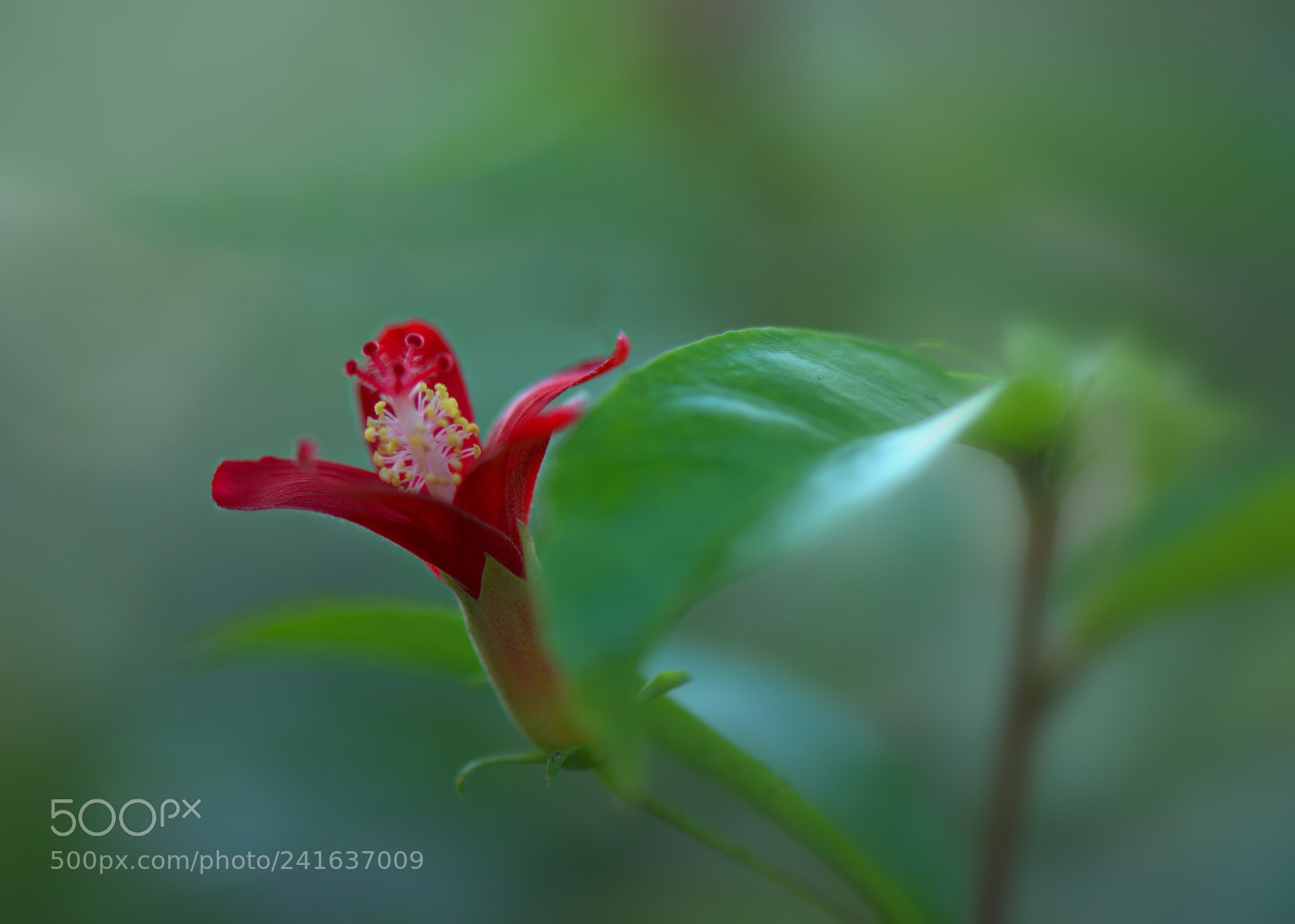 Nikon D800 sample photo. Flower photography