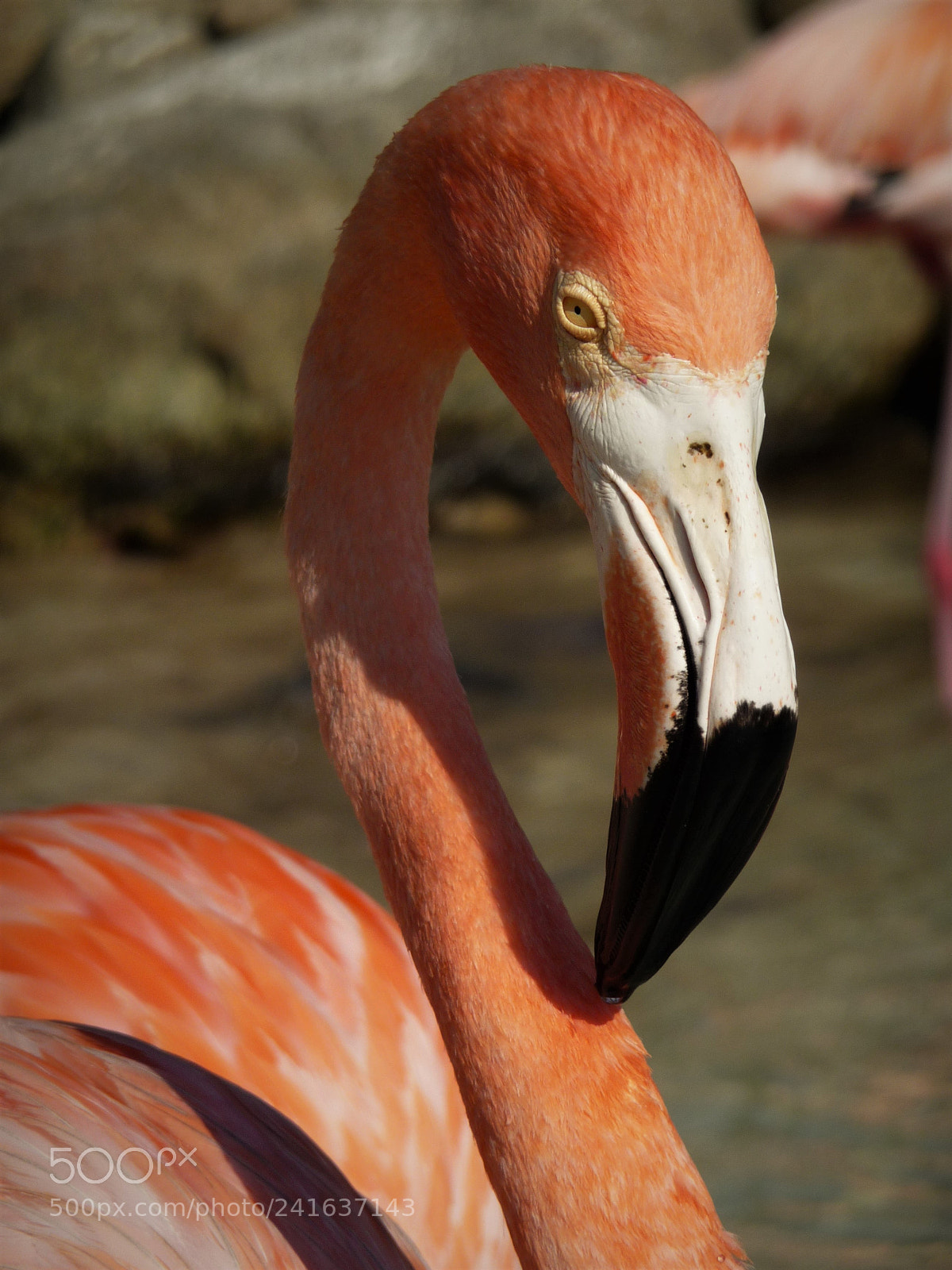 Panasonic Lumix DMC-TZ5 sample photo. American flamingo photography