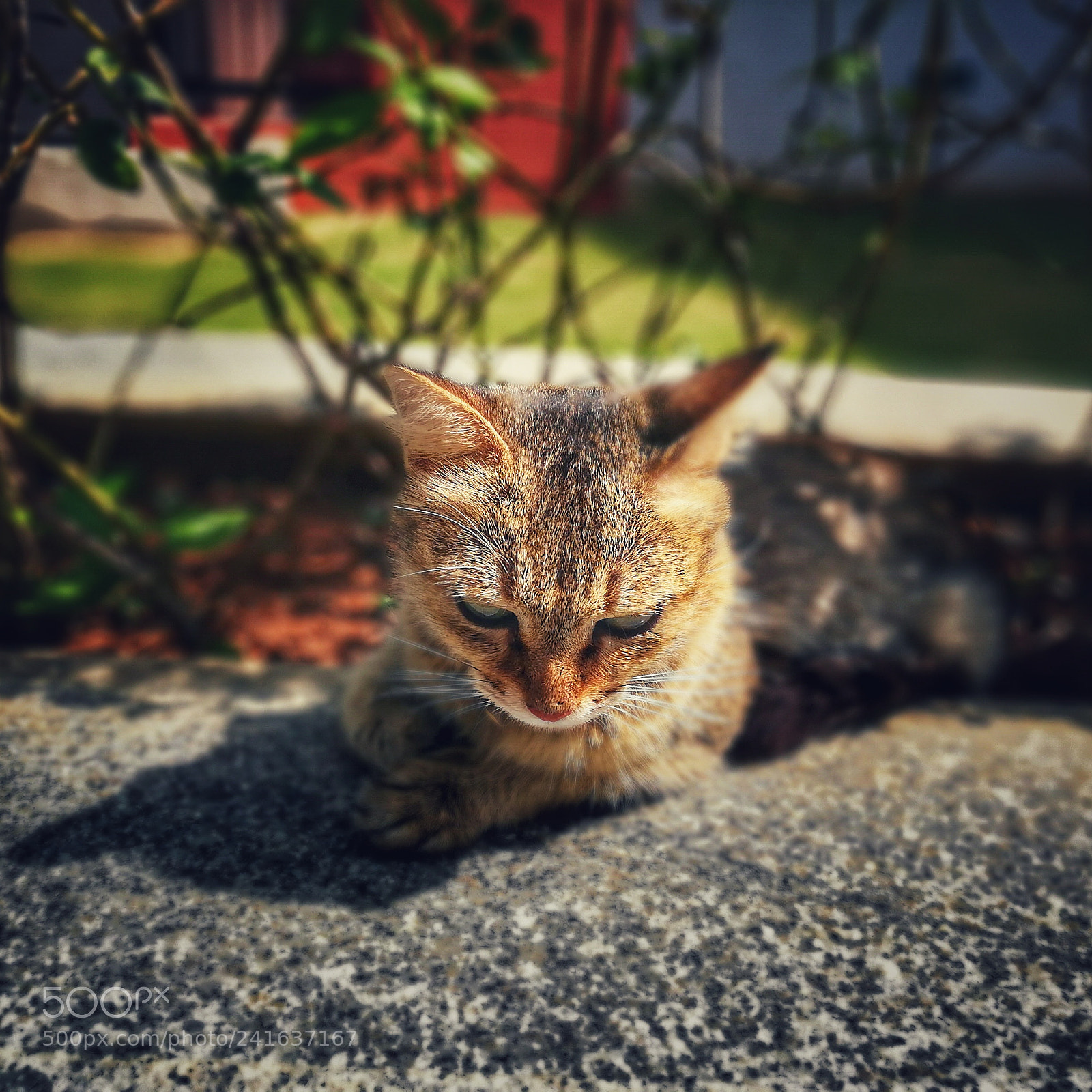 HUAWEI honor 6x sample photo. Leave me alone hooman photography