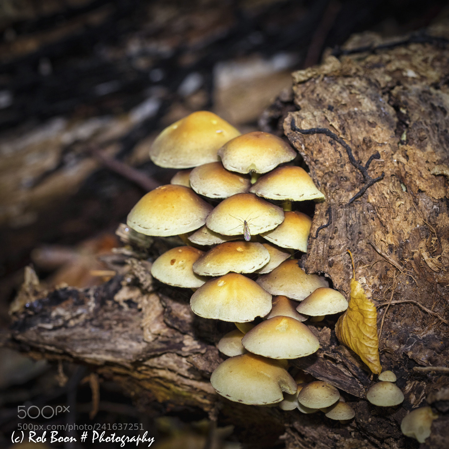 Canon EOS 5DS sample photo. Mushrooms 4 photography