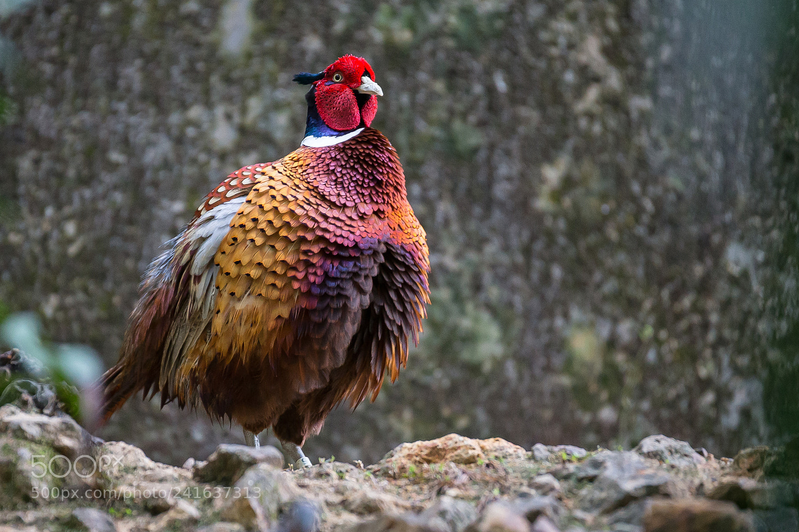 Canon EOS-1D X sample photo. Ring-necked pheasant photography