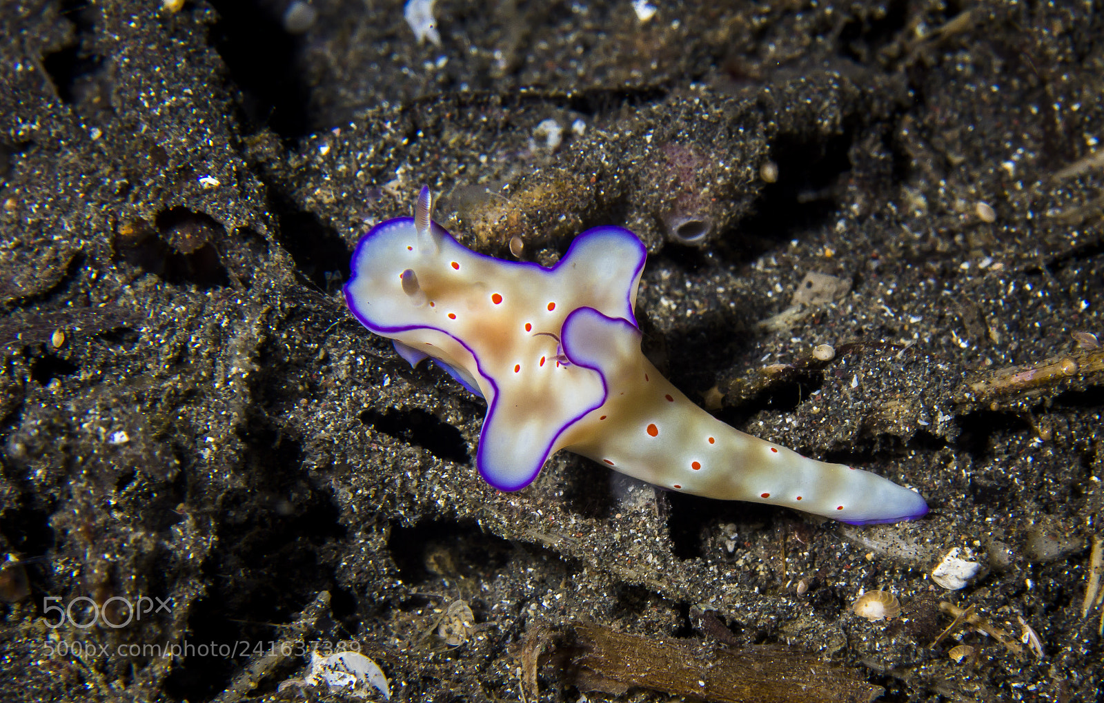 Canon EOS 60D sample photo. Nudibranch ceratosoma trilobatum photography
