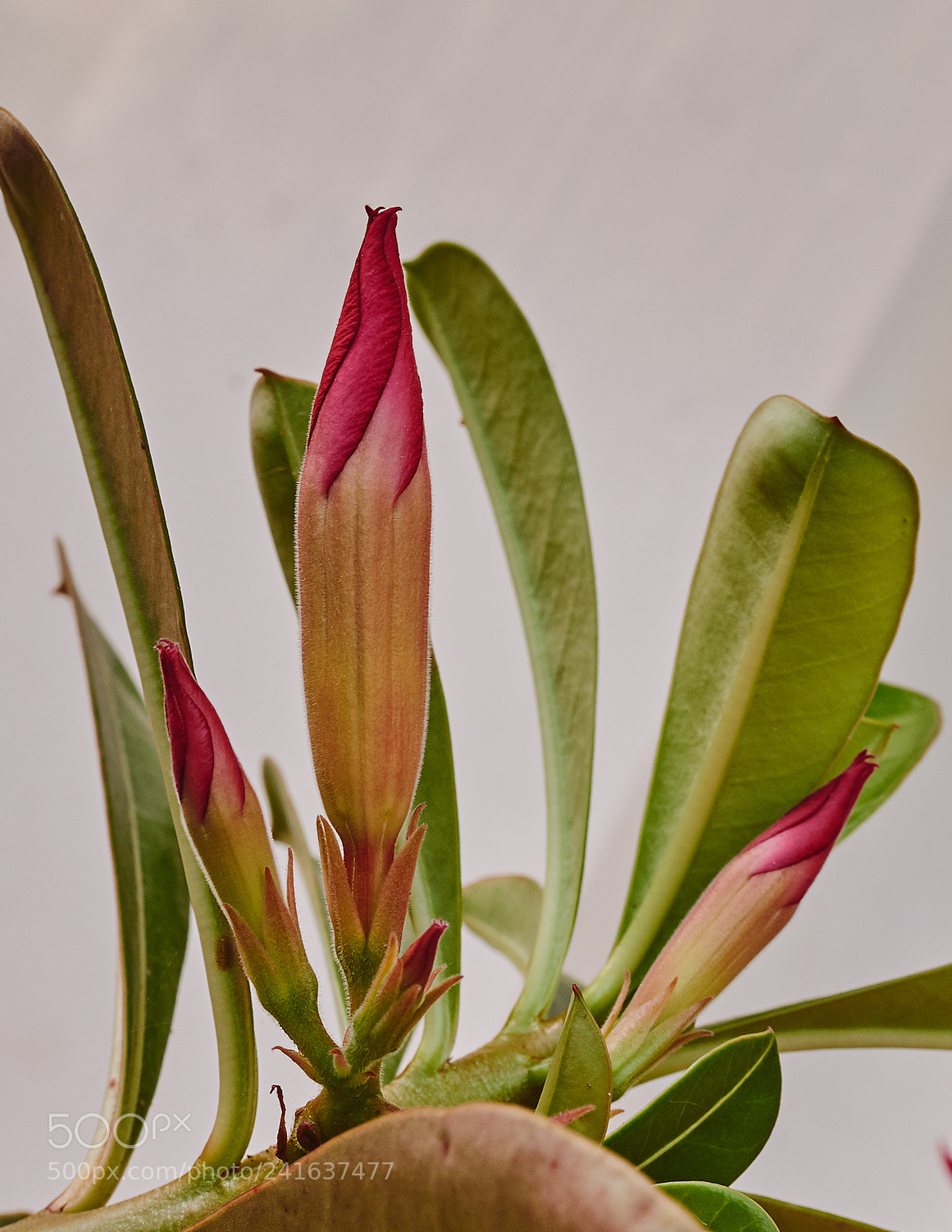 Nikon D800 sample photo. Flower601 photography