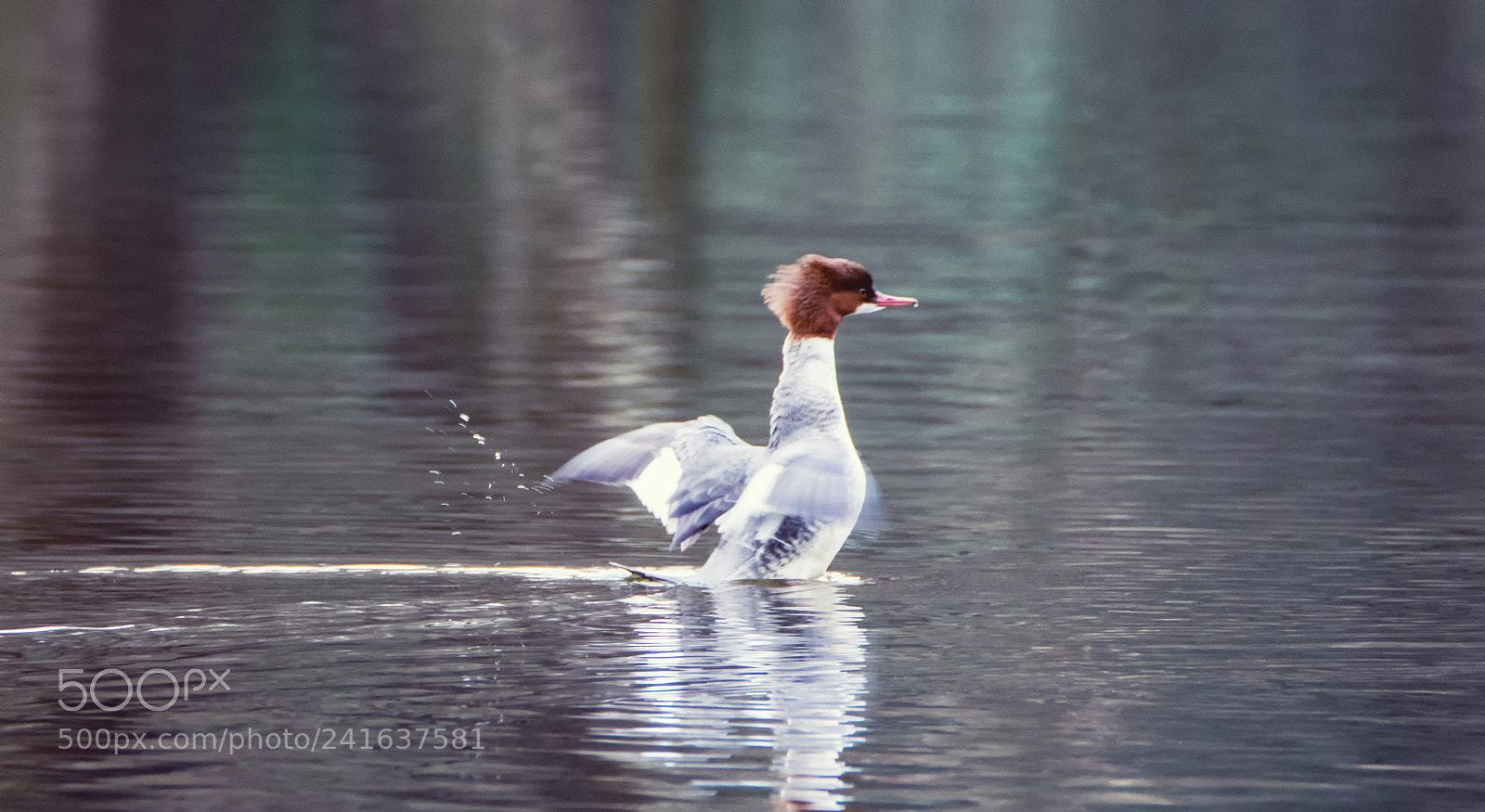 Nikon D7200 sample photo. Gänsesäger / goosander photography