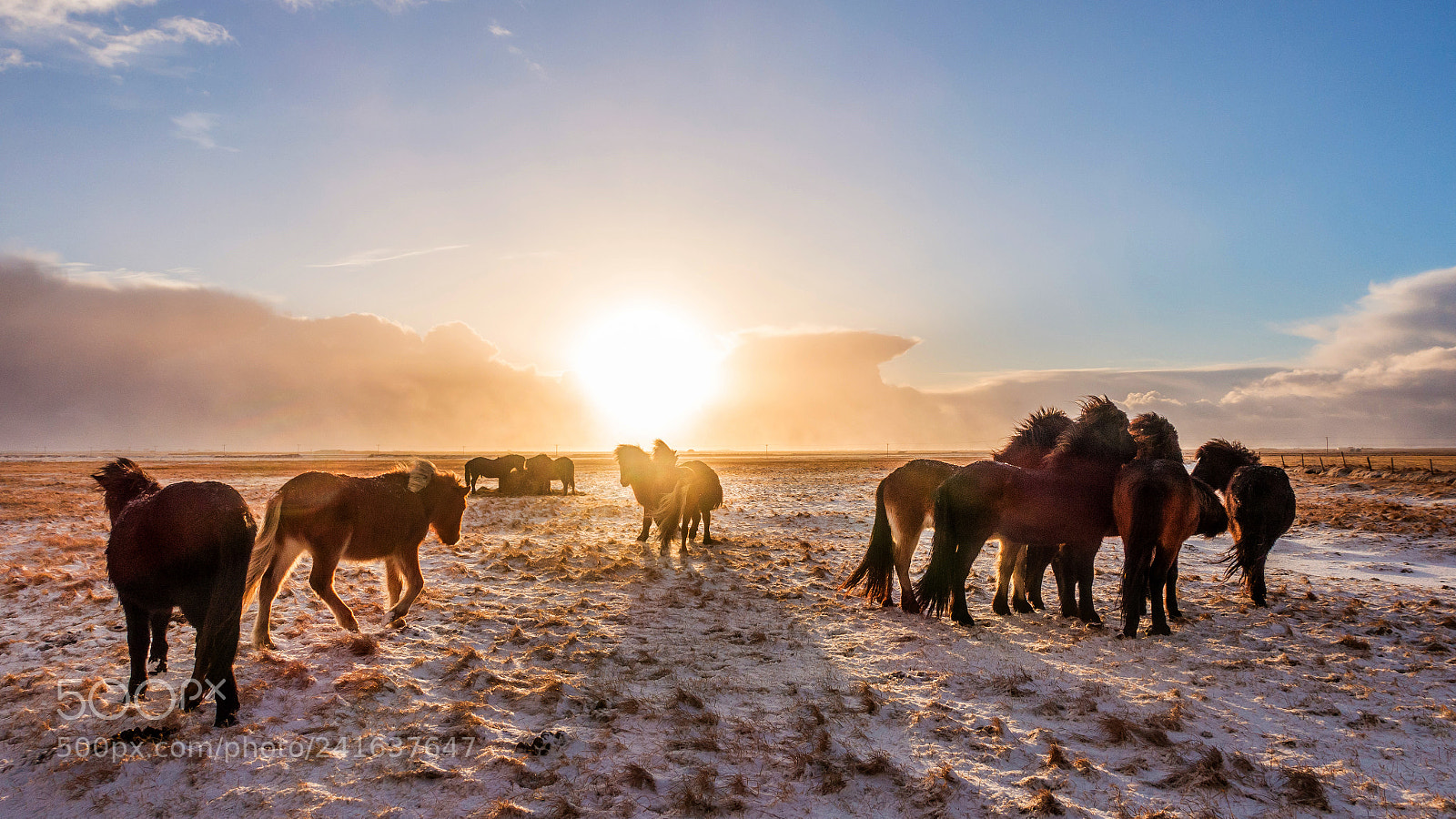 Sony Cyber-shot DSC-RX100 III sample photo. Icelandic horse photography