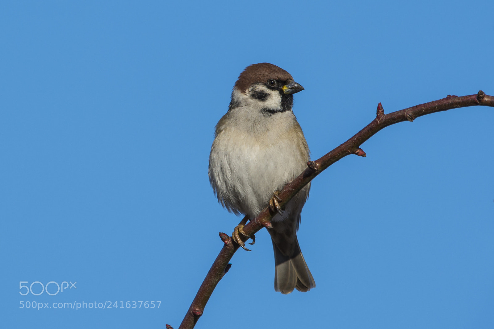 Nikon D7100 sample photo. Eurasian tree sparrow photography