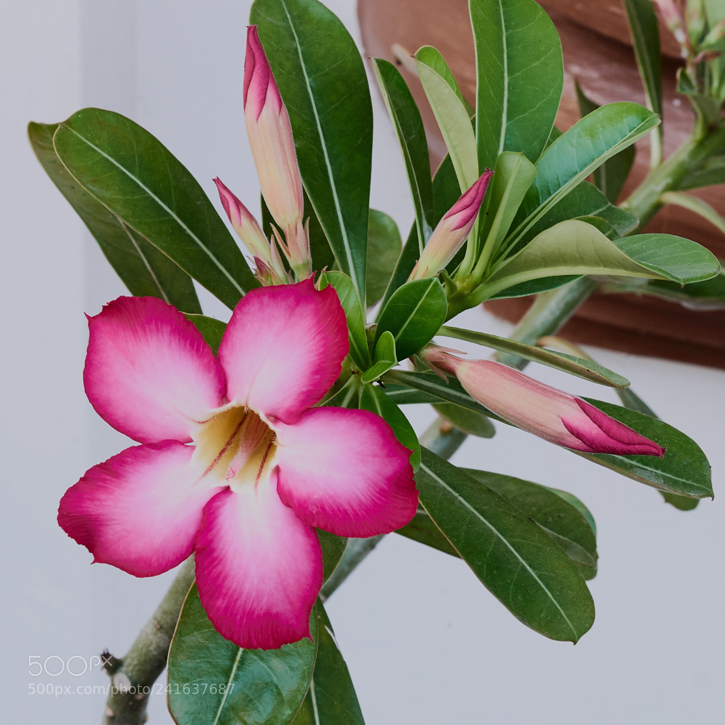 Nikon D800 sample photo. Flower607 photography