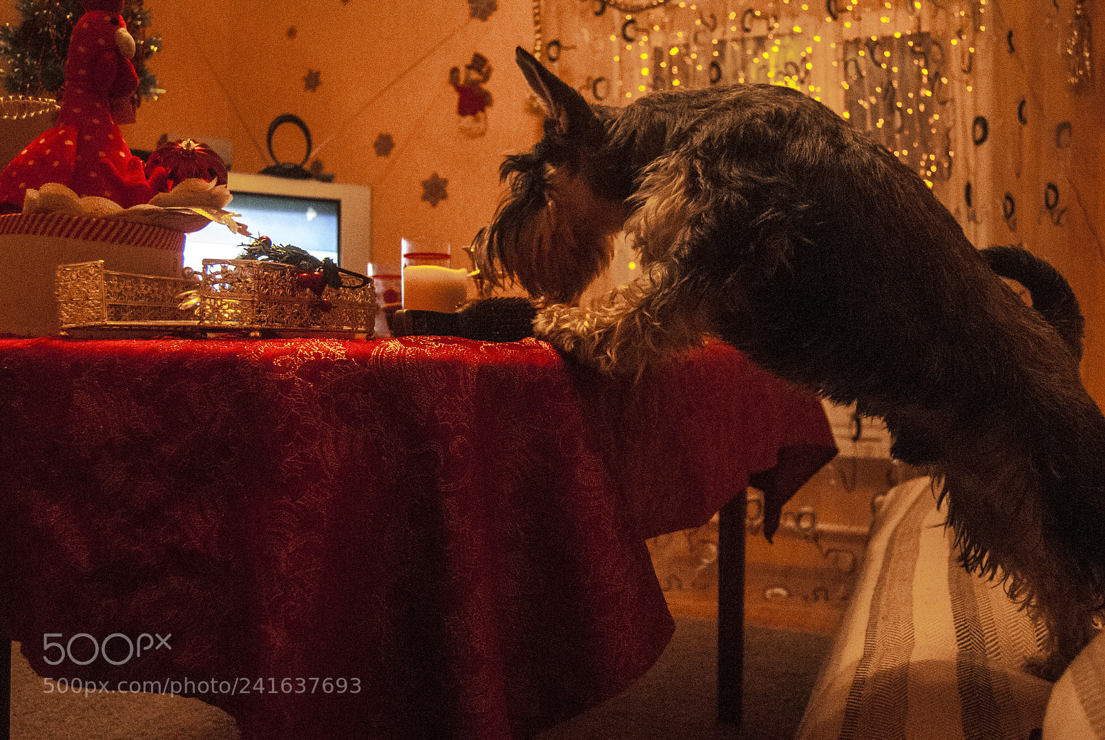 Nikon D3000 sample photo. Christmas dinner photography