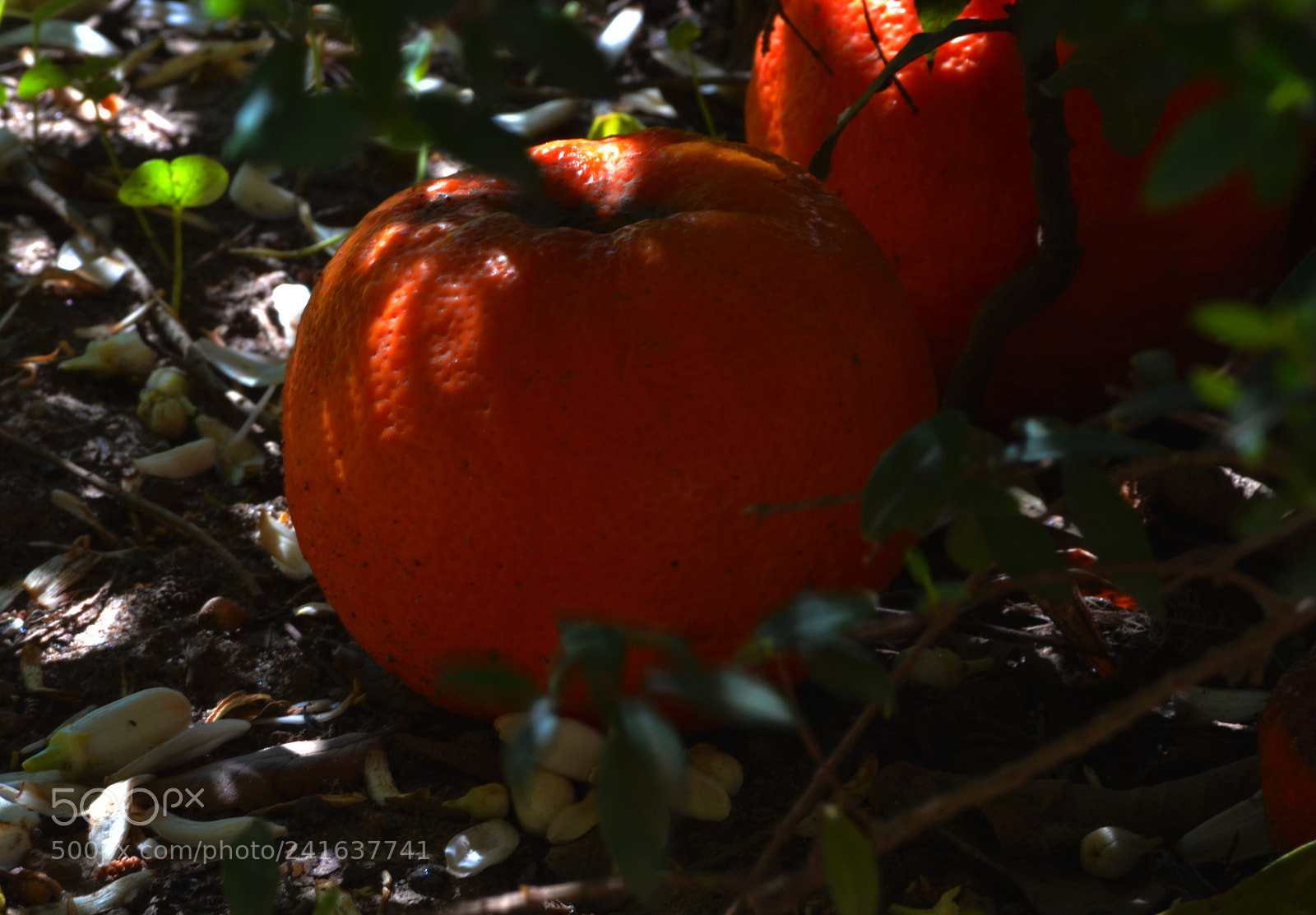 Nikon D3100 sample photo. Naranjas photography