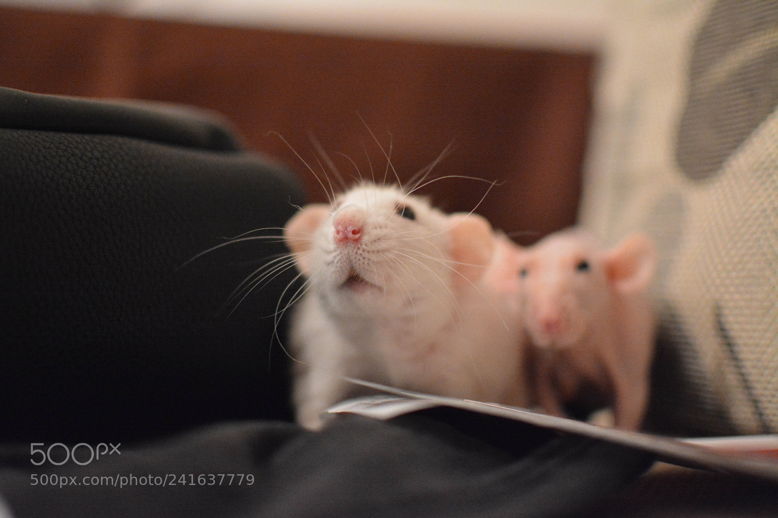 Nikon D7100 sample photo. Ratka&roska photography