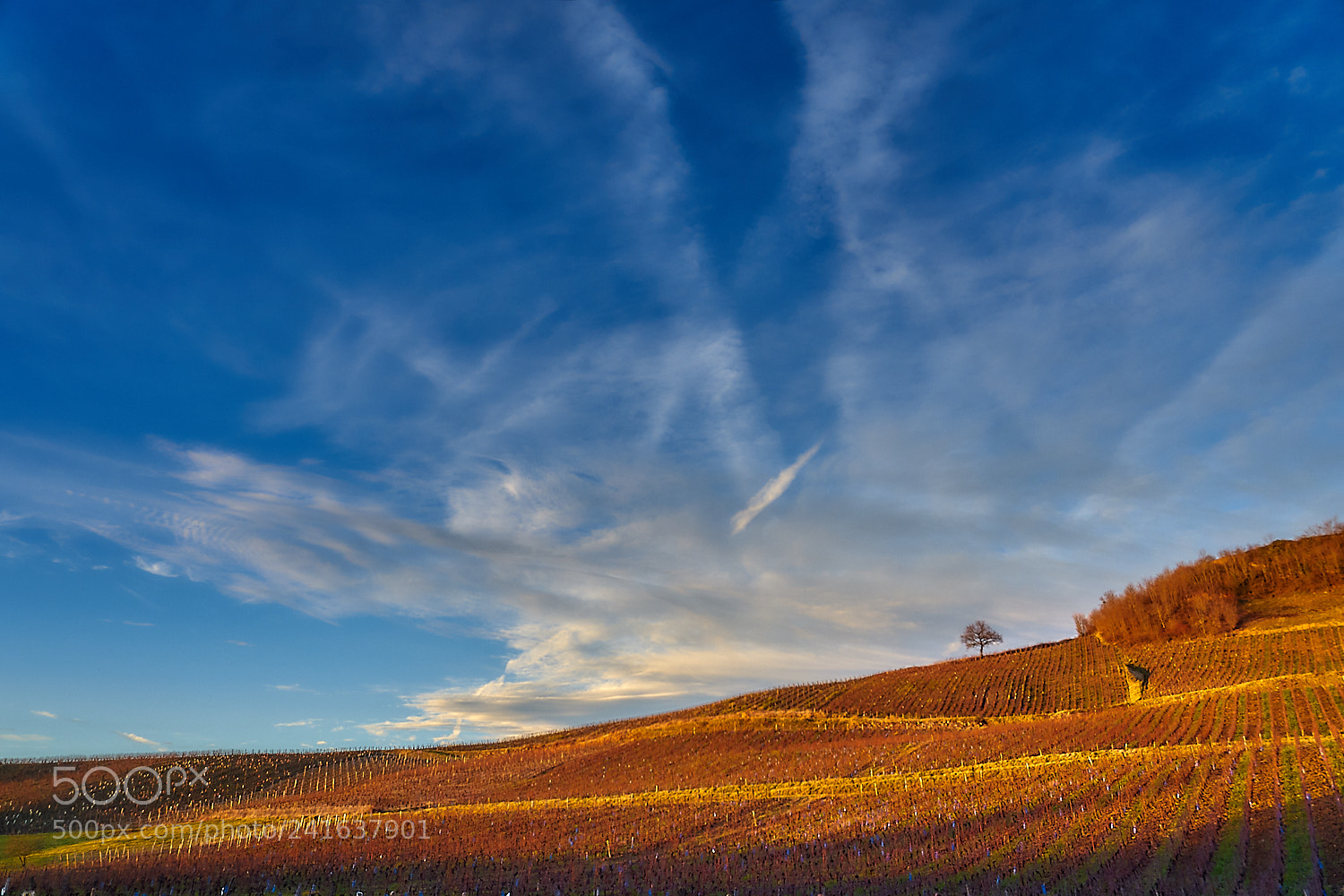 Sony a7 II sample photo. Ménétru photography