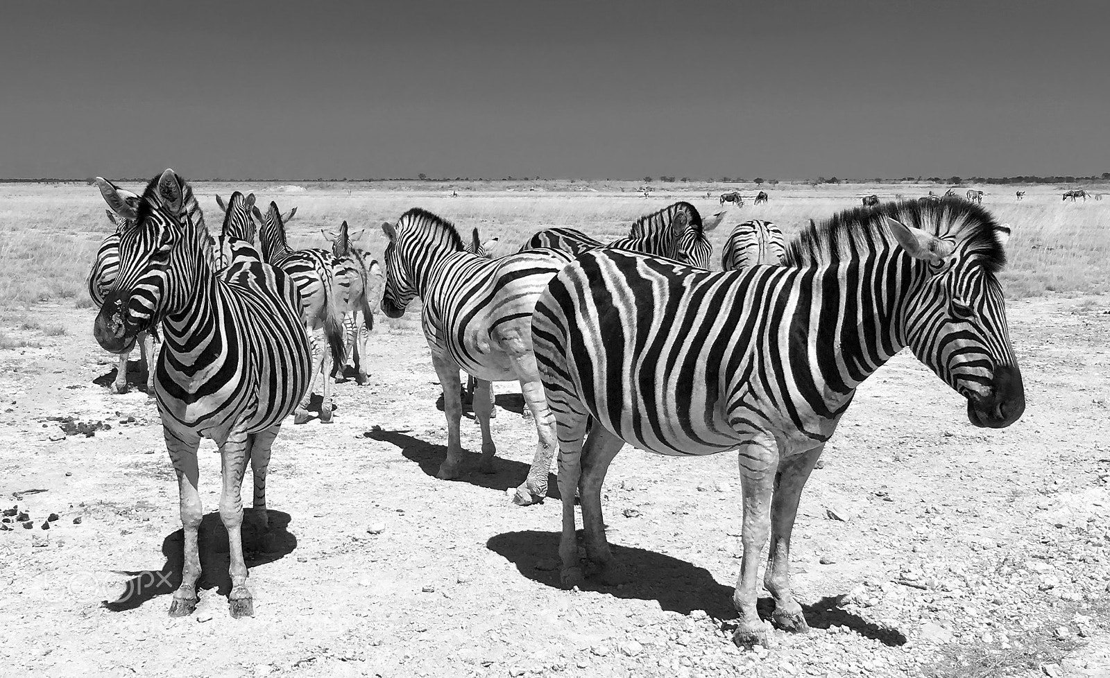 Apple iPhone 6s sample photo. Zebras in etosha photography