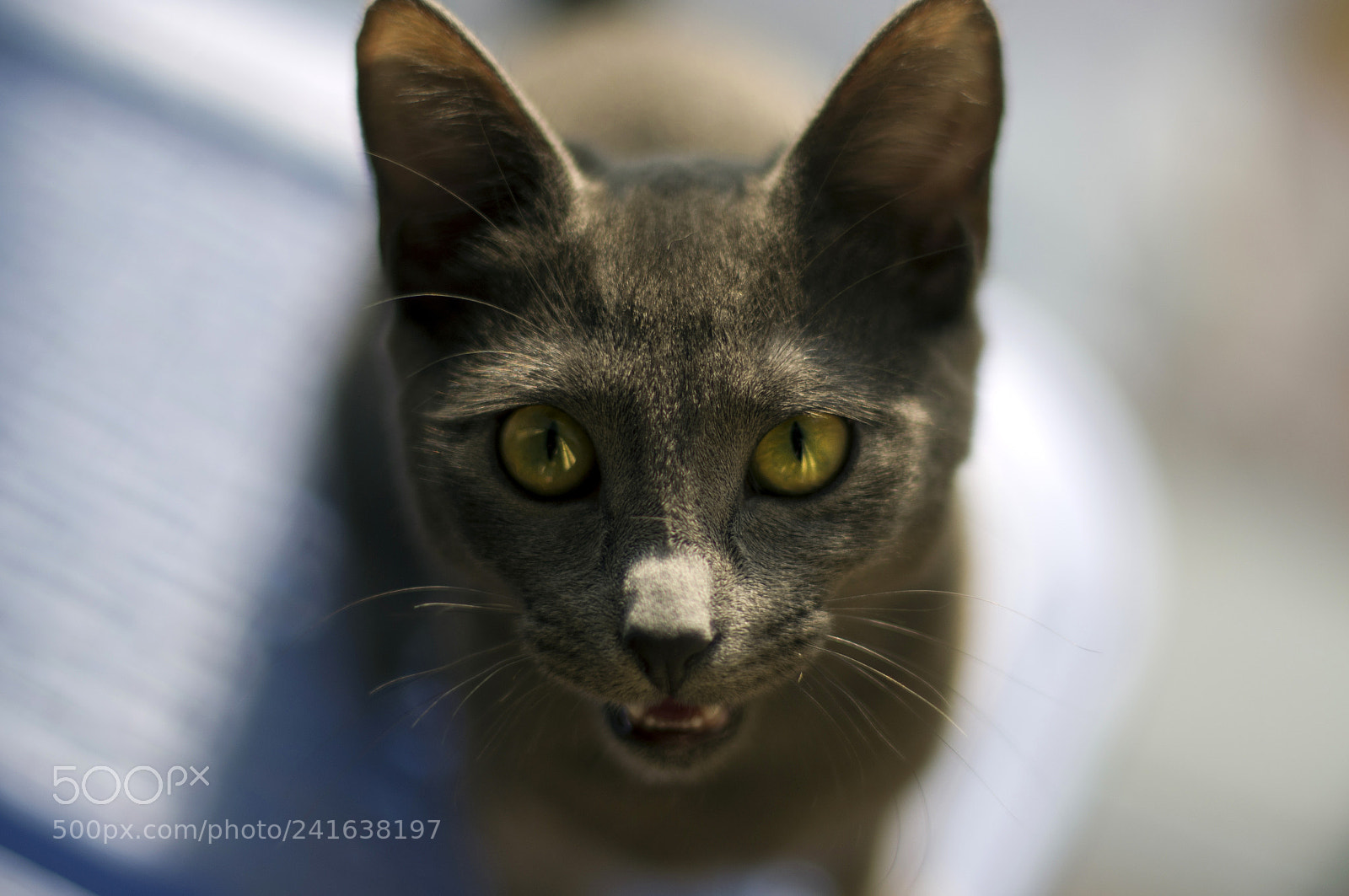 Pentax K-r sample photo. The eyes of the photography