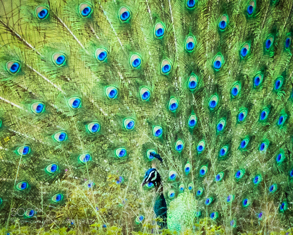 Nikon D7200 sample photo. Peacock dance photography