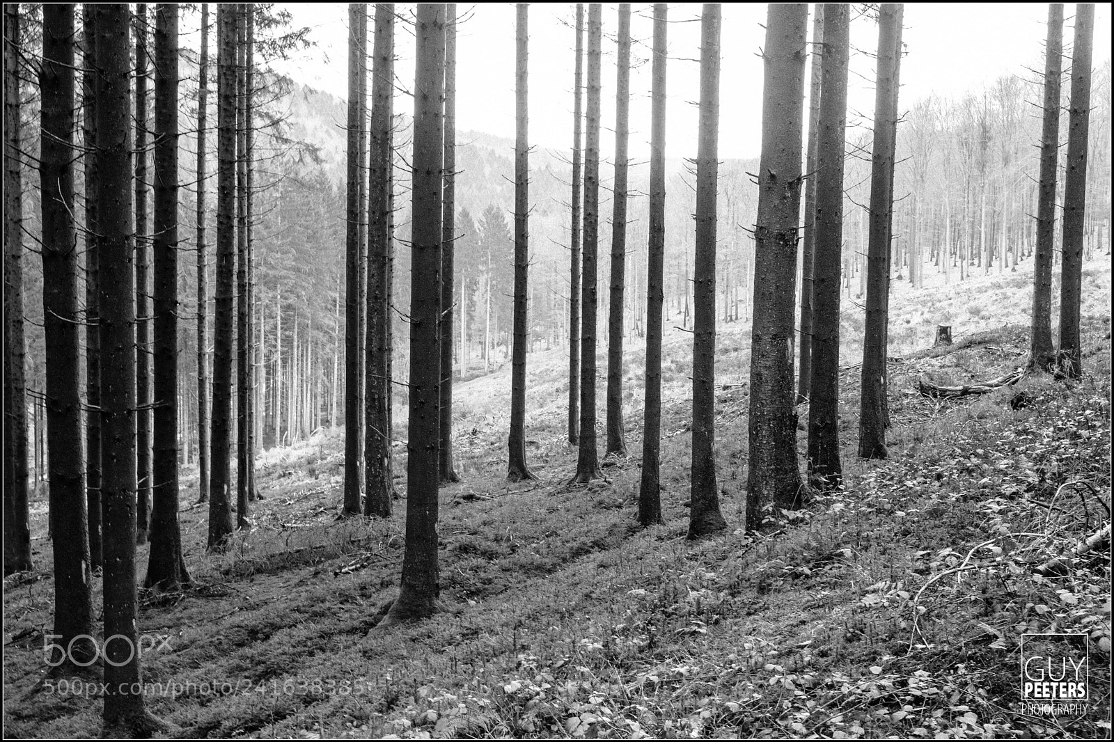 Nikon D7100 sample photo. The ardennes photography