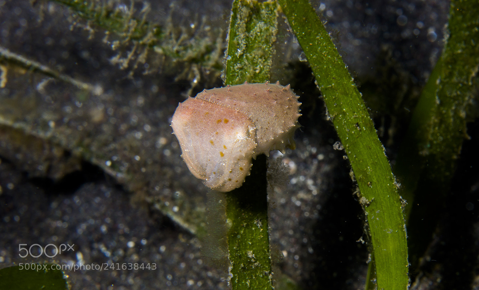 Canon EOS 60D sample photo. Pygmy squid@lembeh photography