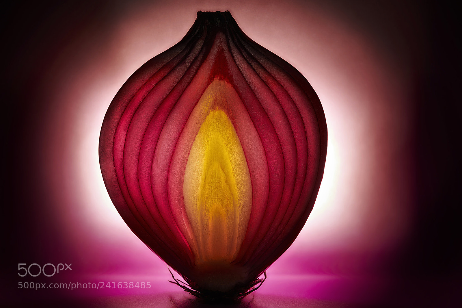 Nikon D850 sample photo. Just a onion. food photography