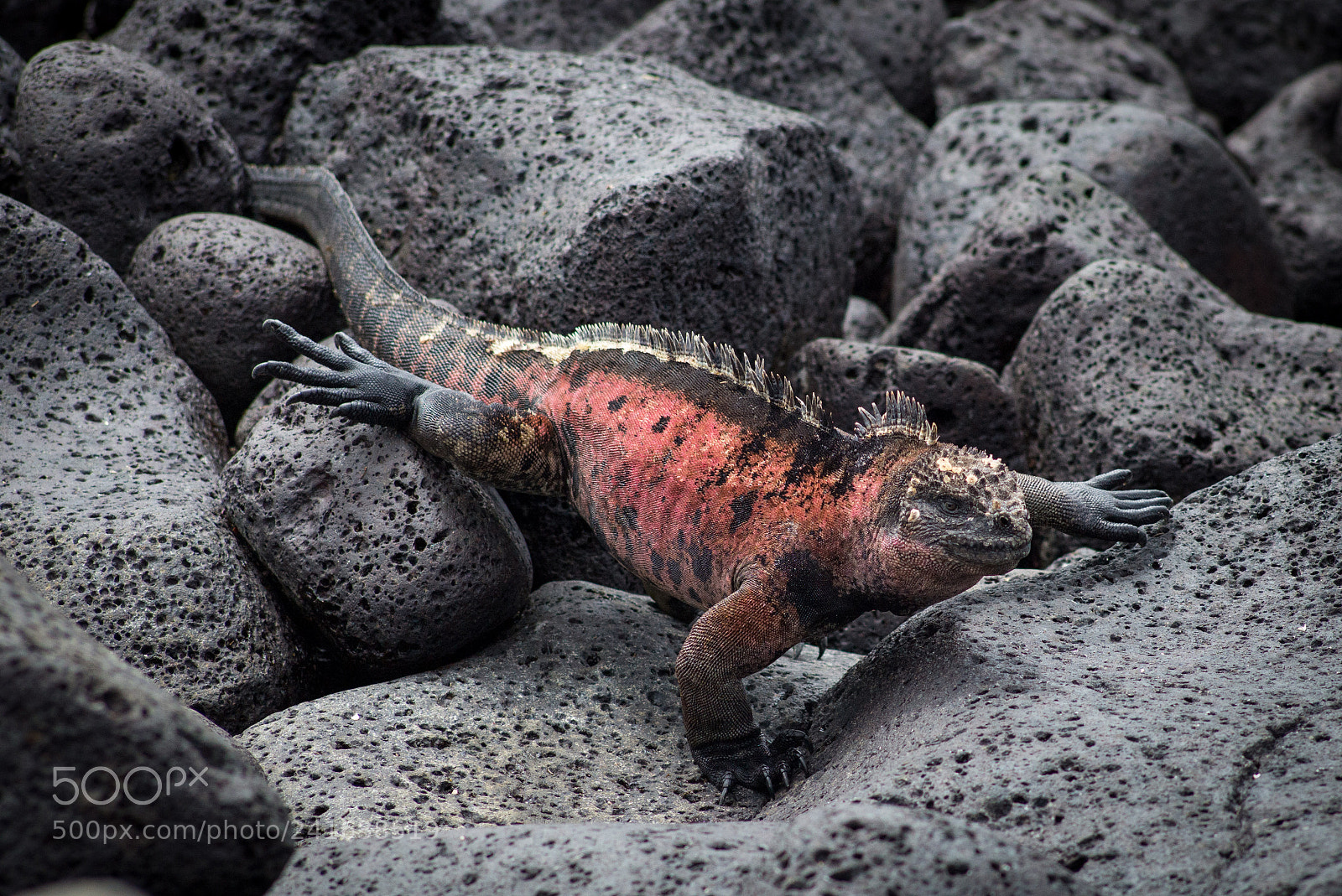 Leica M (Typ 240) sample photo. Floreana iguana photography
