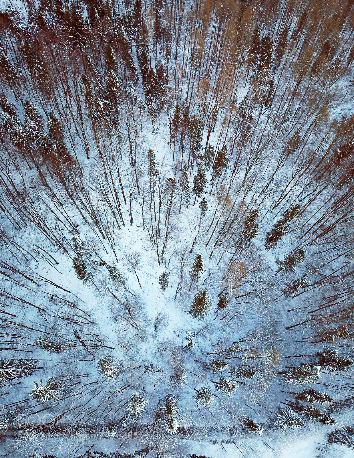 DJI FC220 sample photo. Winter forest from above. photography