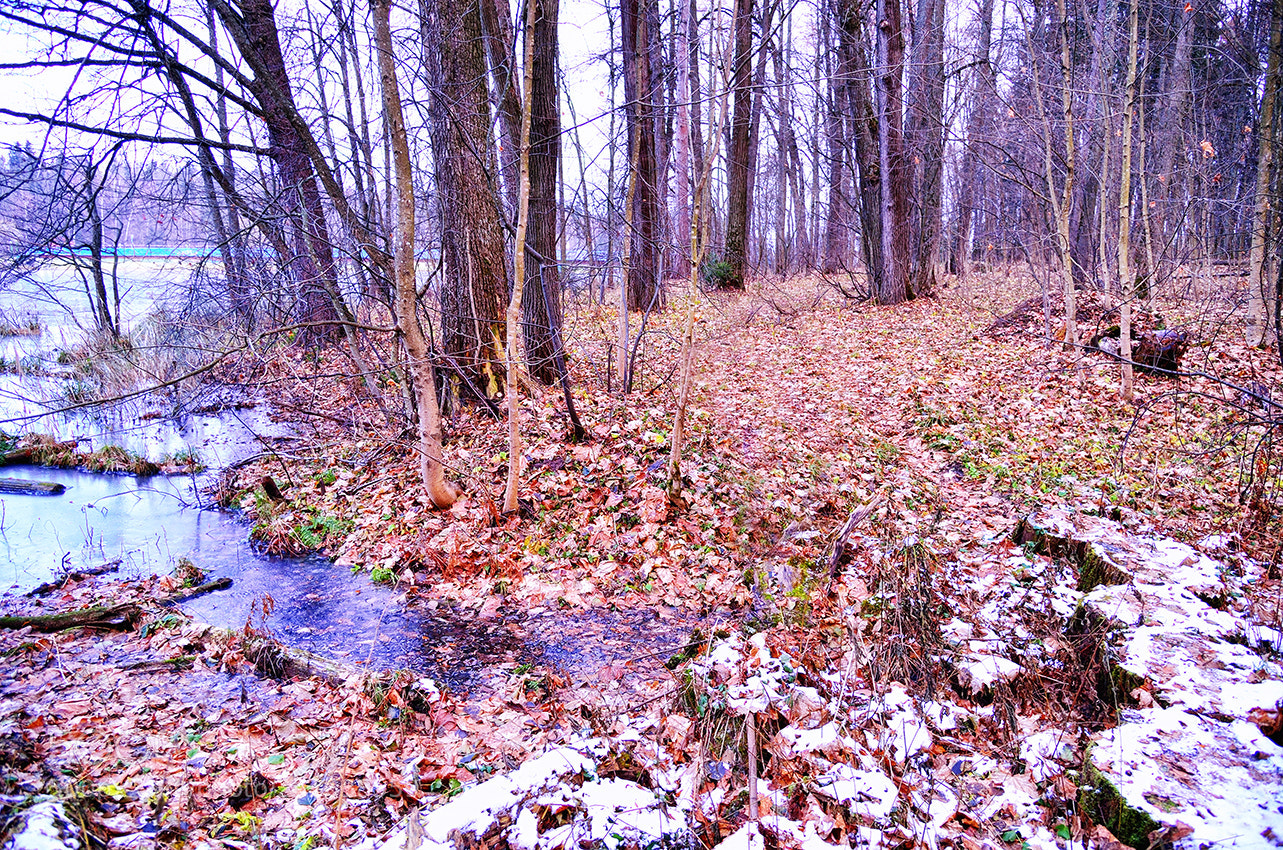 Nikon Df sample photo. Первый снег photography