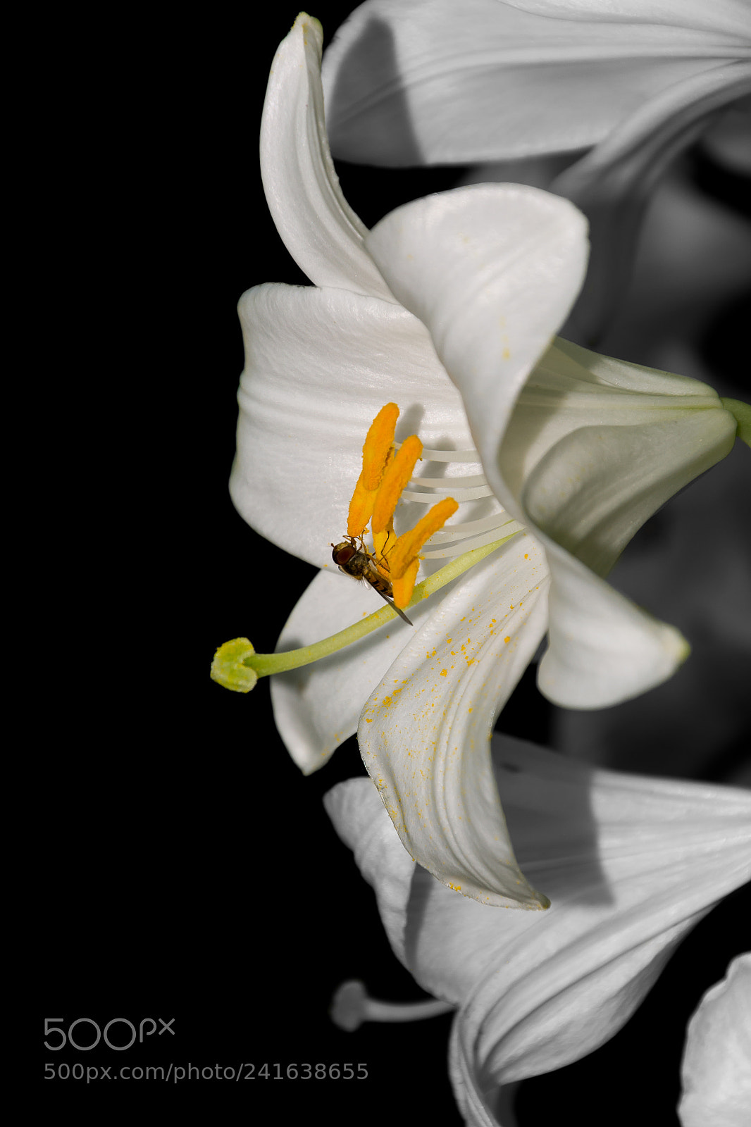 Nikon D3100 sample photo. Lily photography