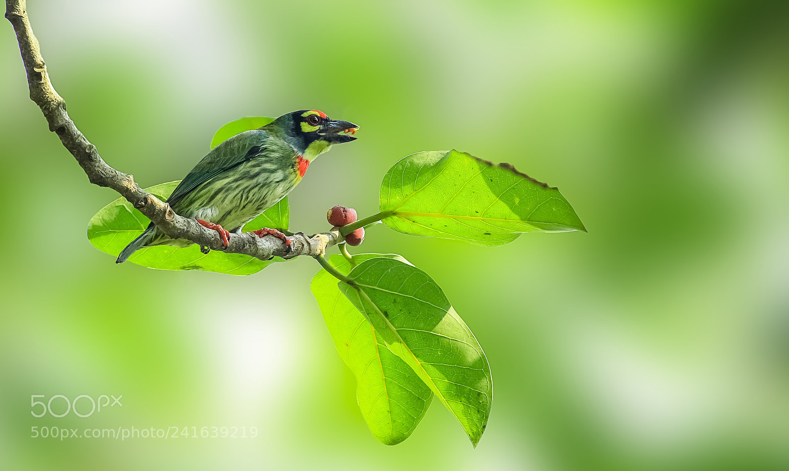 Canon EOS 60D sample photo. Coppersmith barbet crimson breasted photography