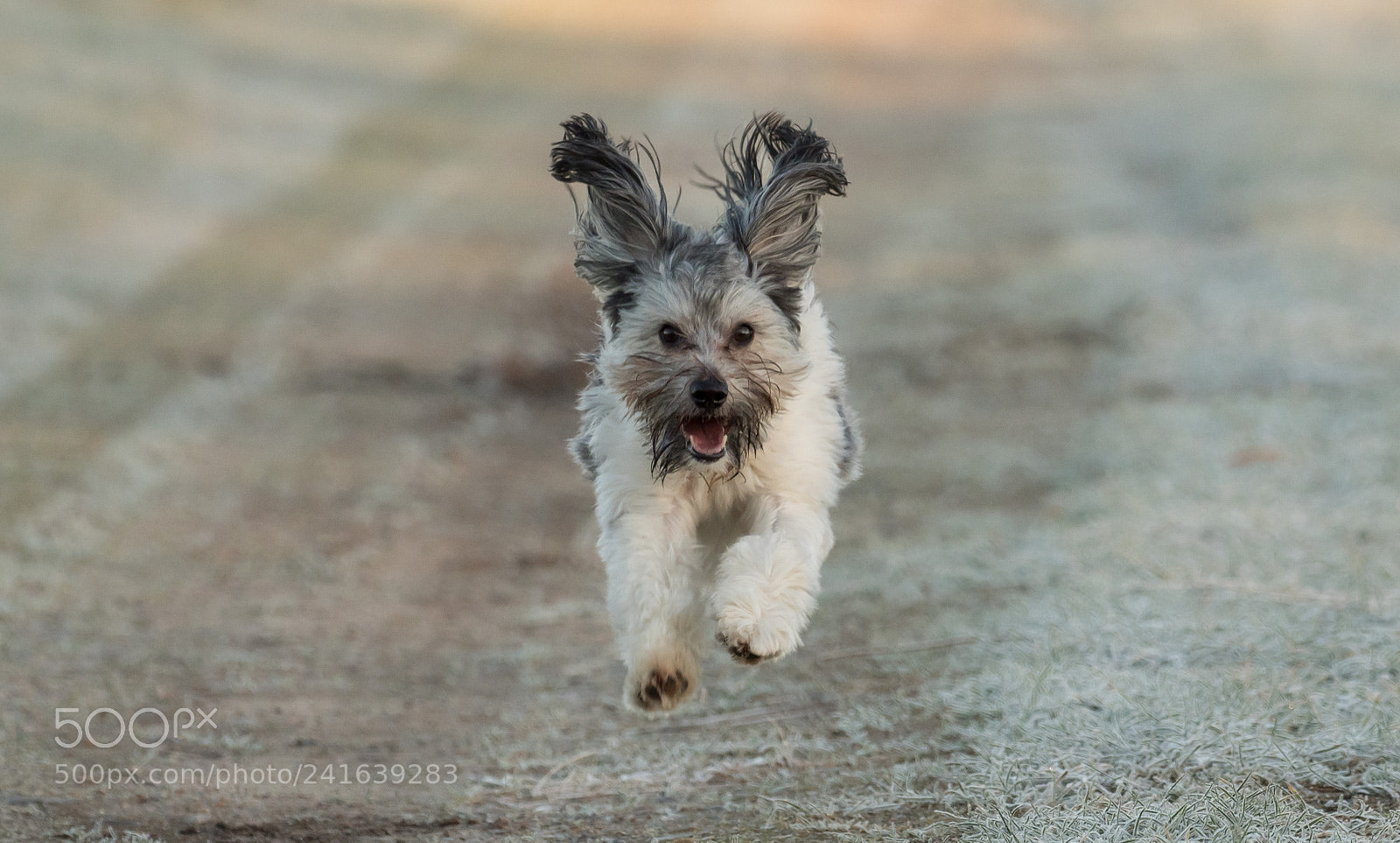 Olympus OM-D E-M1 Mark II sample photo. Zappa / flying dog photography