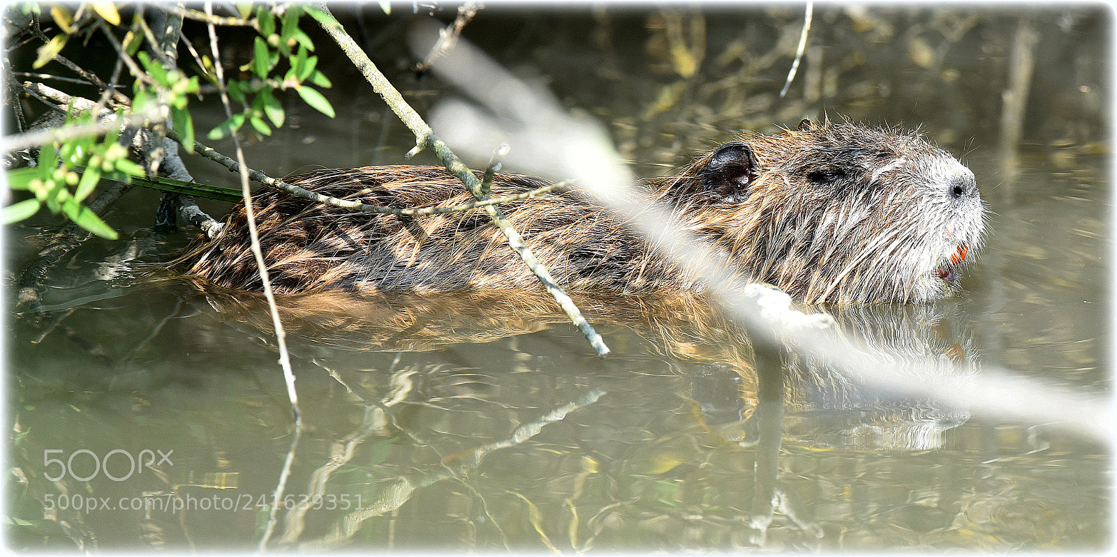 Nikon D810 sample photo. "bisamratt" photography
