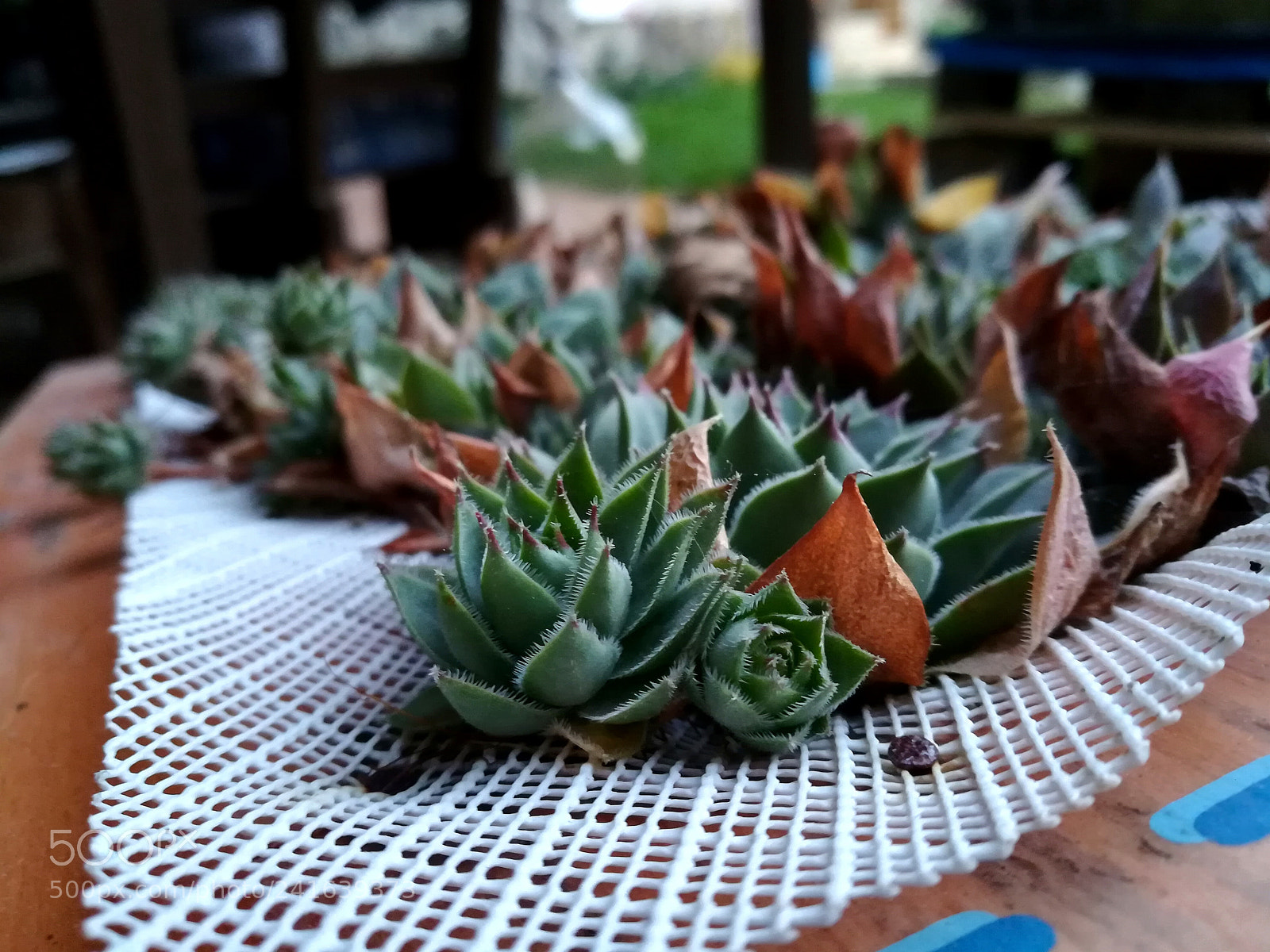 HUAWEI honor 6x sample photo. Untitled photography