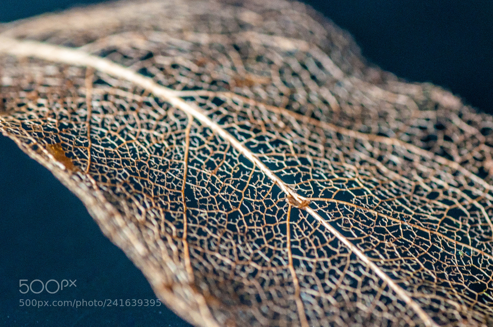 Nikon D90 sample photo. Leaf photography