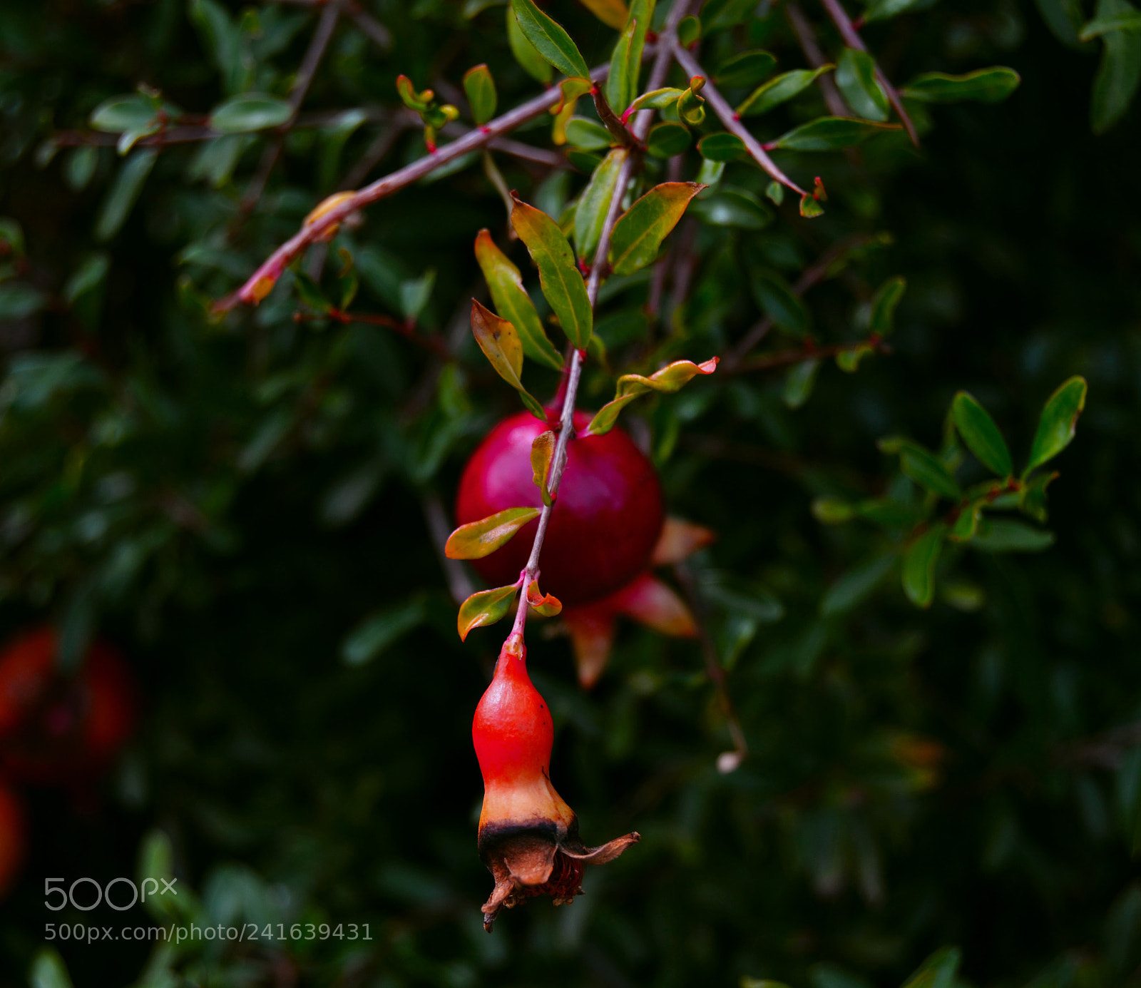 Nikon D3100 sample photo. Granada photography