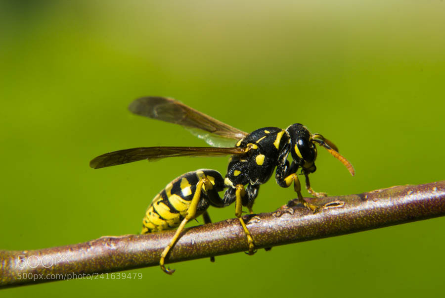 Nikon D200 sample photo. Polistes gallicus photography