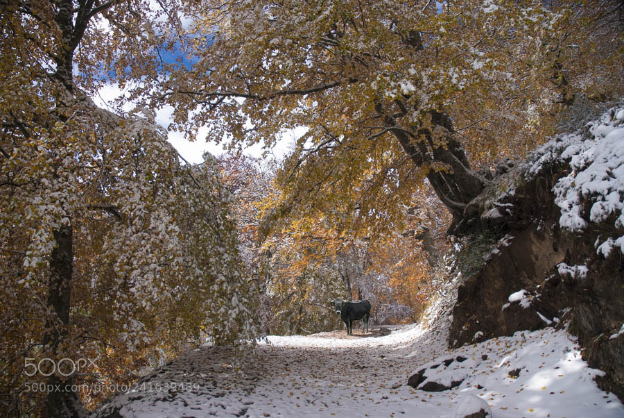 Nikon D200 sample photo. Fuente de photography