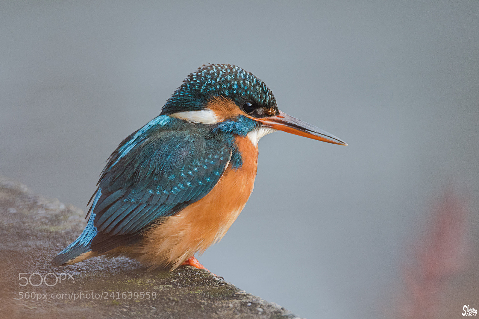Nikon D500 sample photo. Female common kingfisher photography