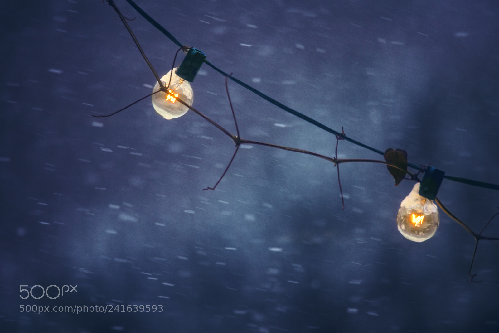Nikon D810 sample photo. Wind and snow photography