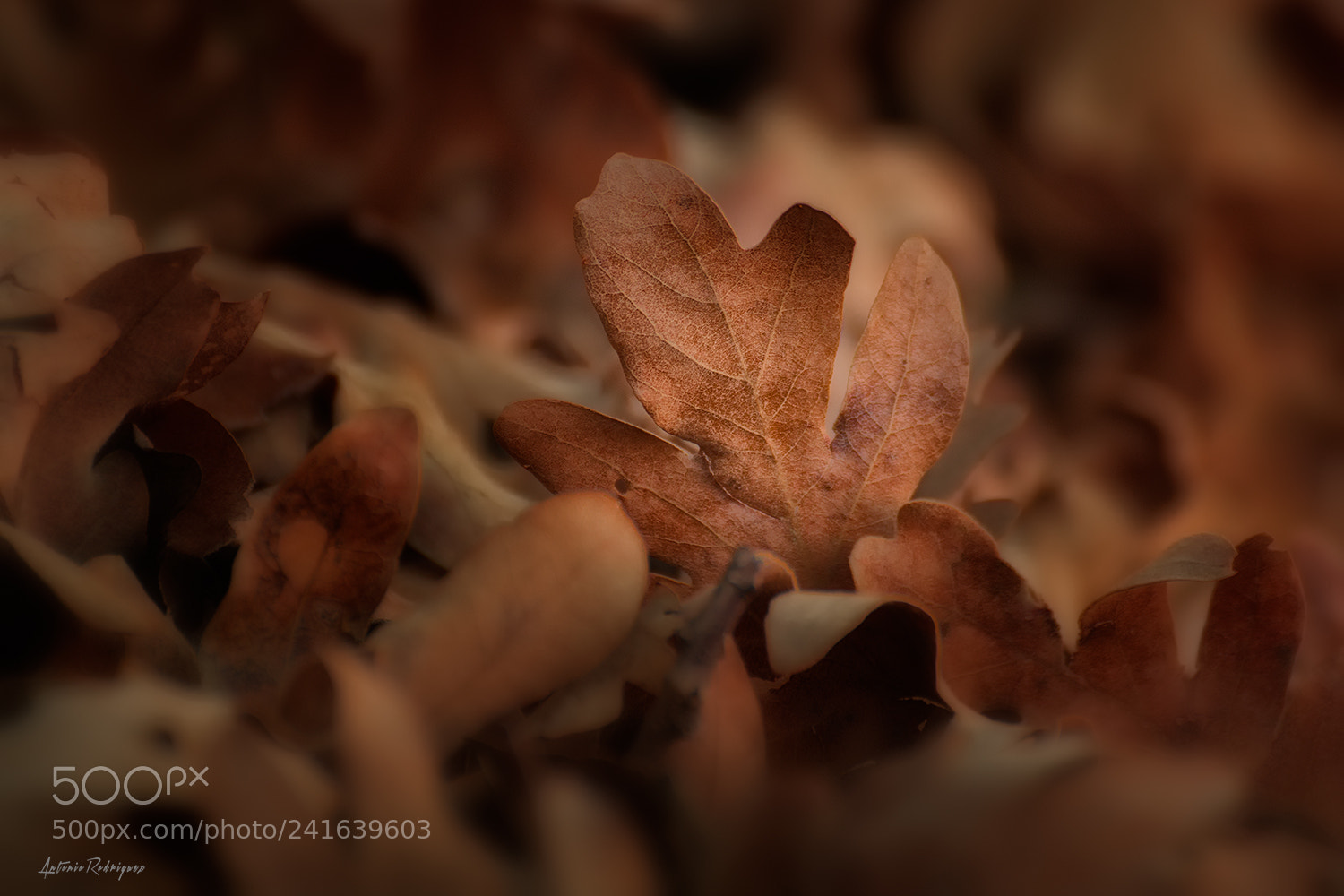 Nikon D7100 sample photo. Otoño photography