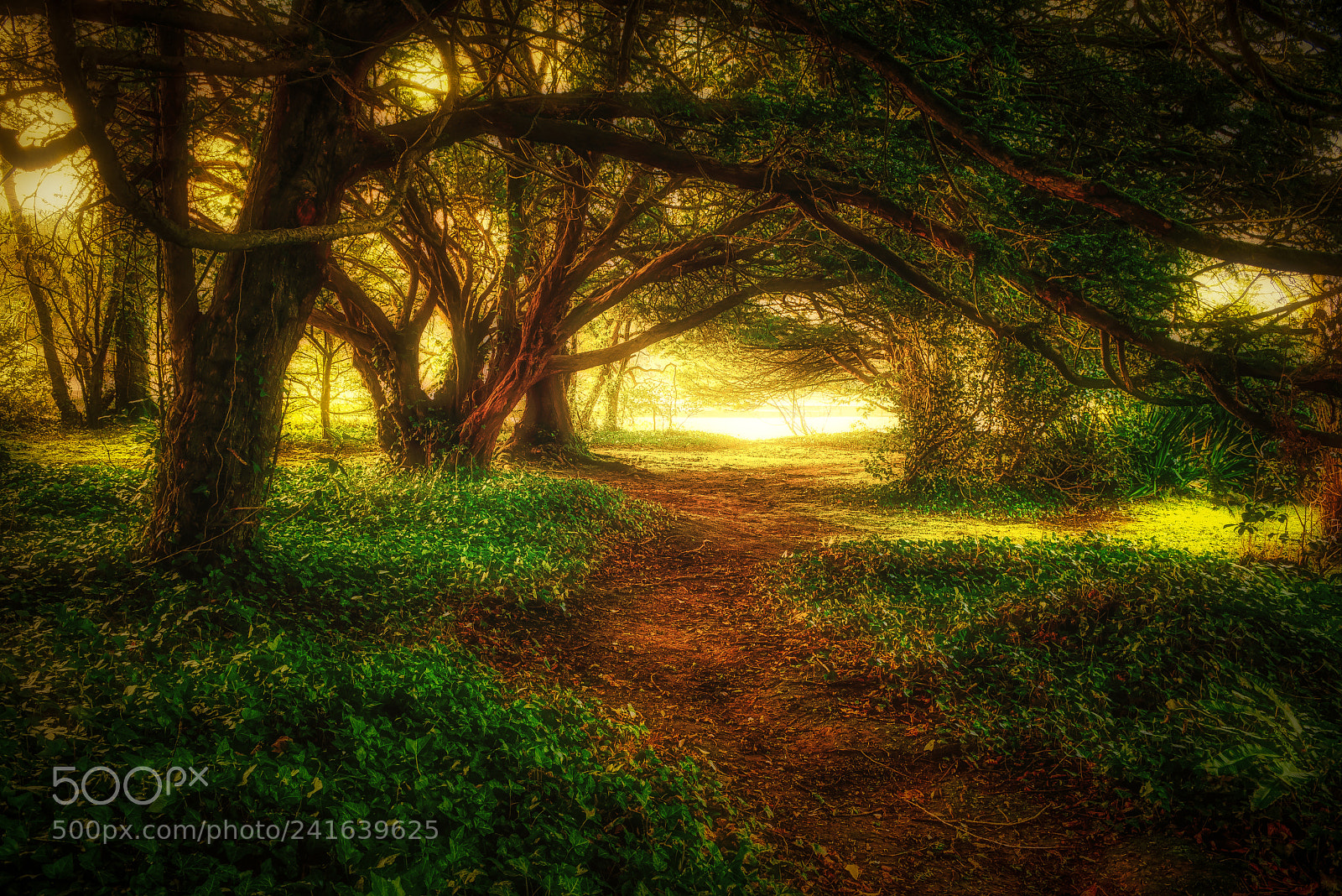 Nikon D800 sample photo. Fairy path photography
