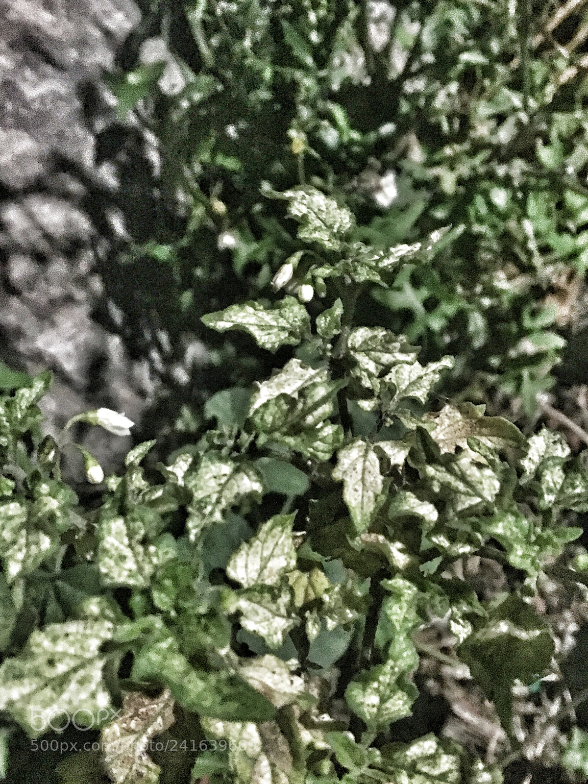 Apple iPhone 6s sample photo. Untitled photography