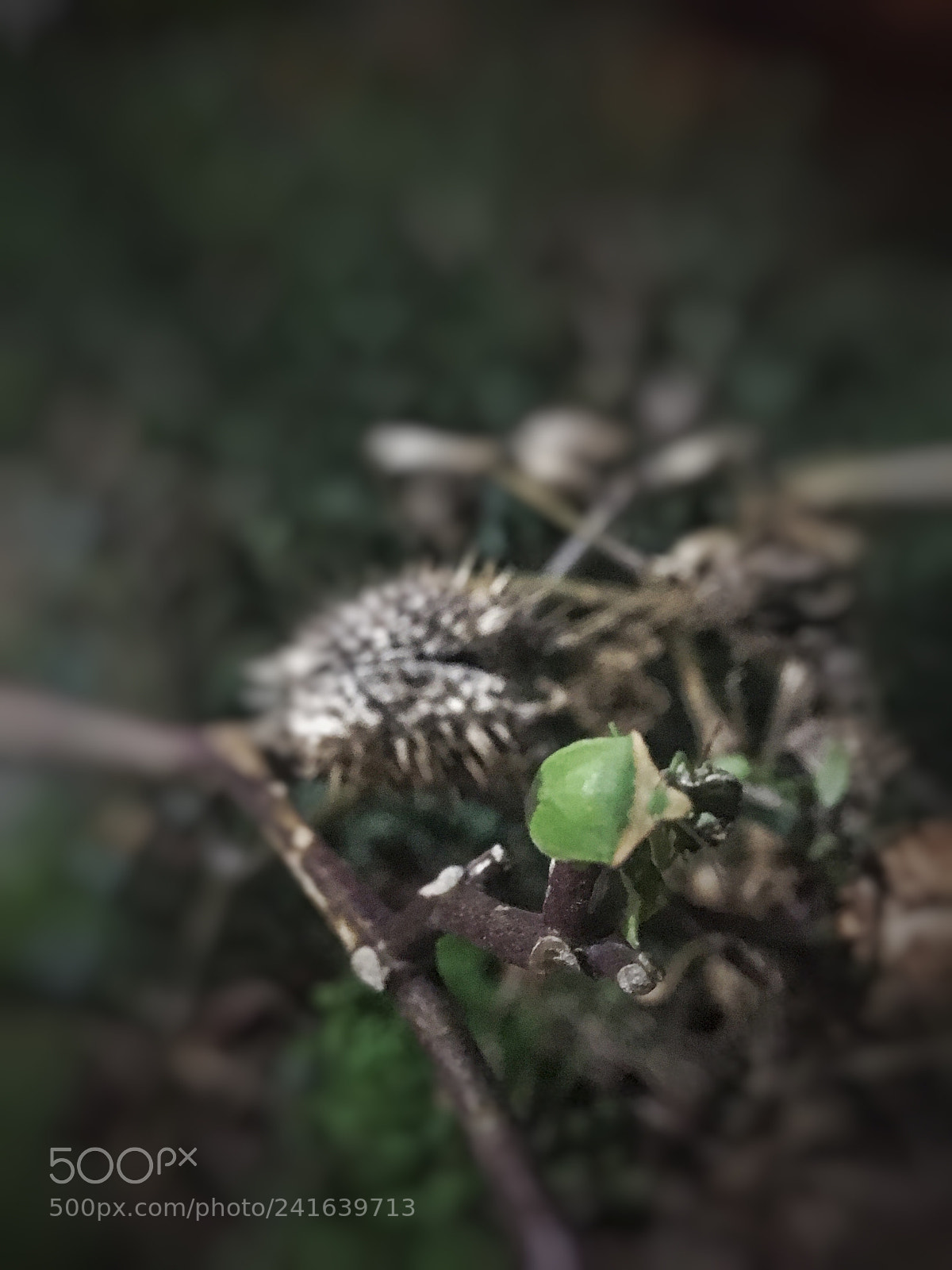 Apple iPhone 6s sample photo. Untitled photography