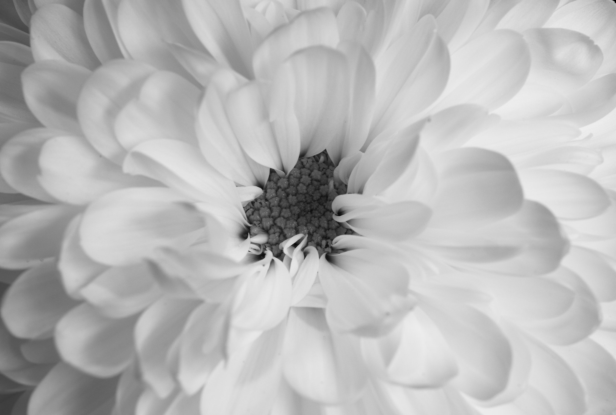 Canon EF-S 60mm F2.8 Macro USM sample photo. White photography