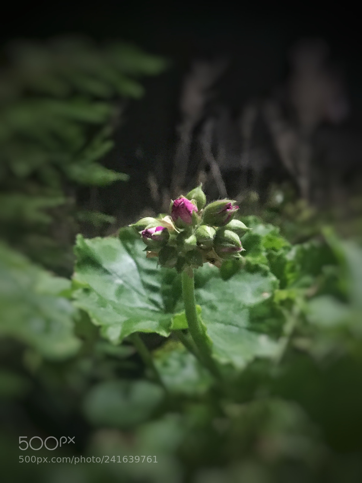 Apple iPhone 6s sample photo. Untitled photography